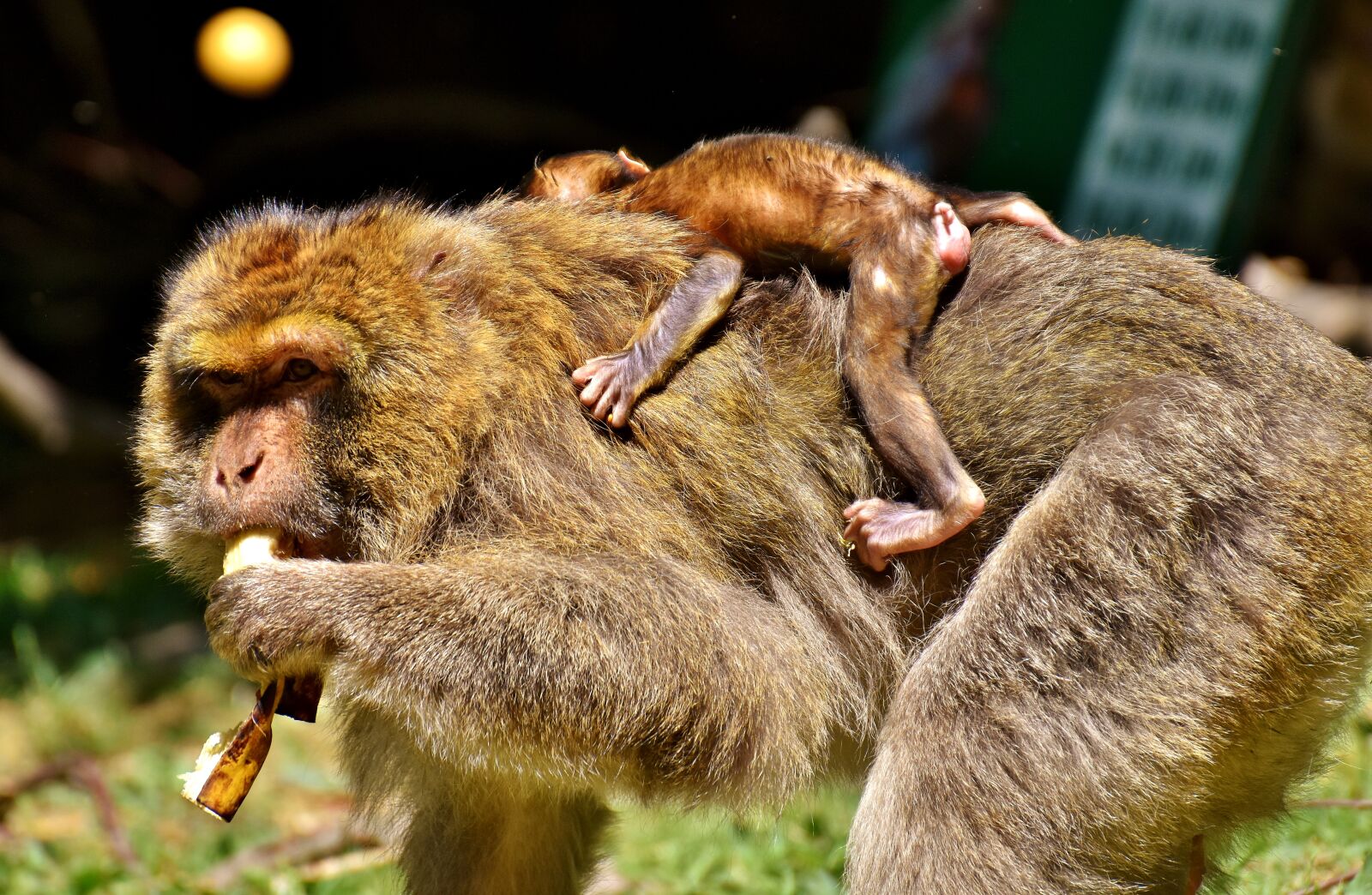 Nikon D7200 sample photo. Ape, baby monkey, barbary photography