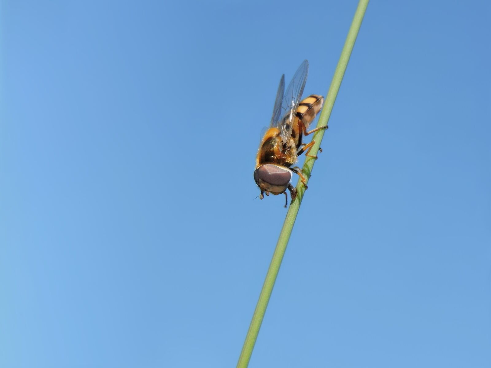Nikon Coolpix P600 sample photo. Box hover fly, hoverfly photography