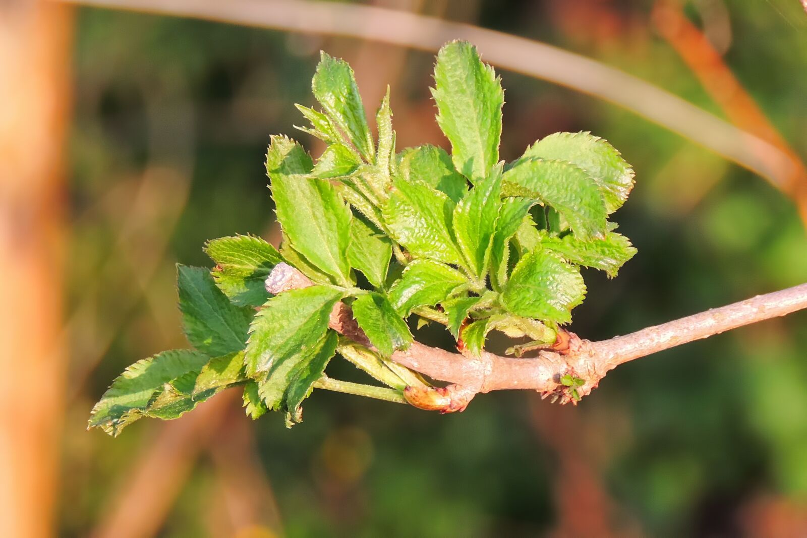 Nikon Coolpix P520 sample photo. Spring, foliation, leaf photography