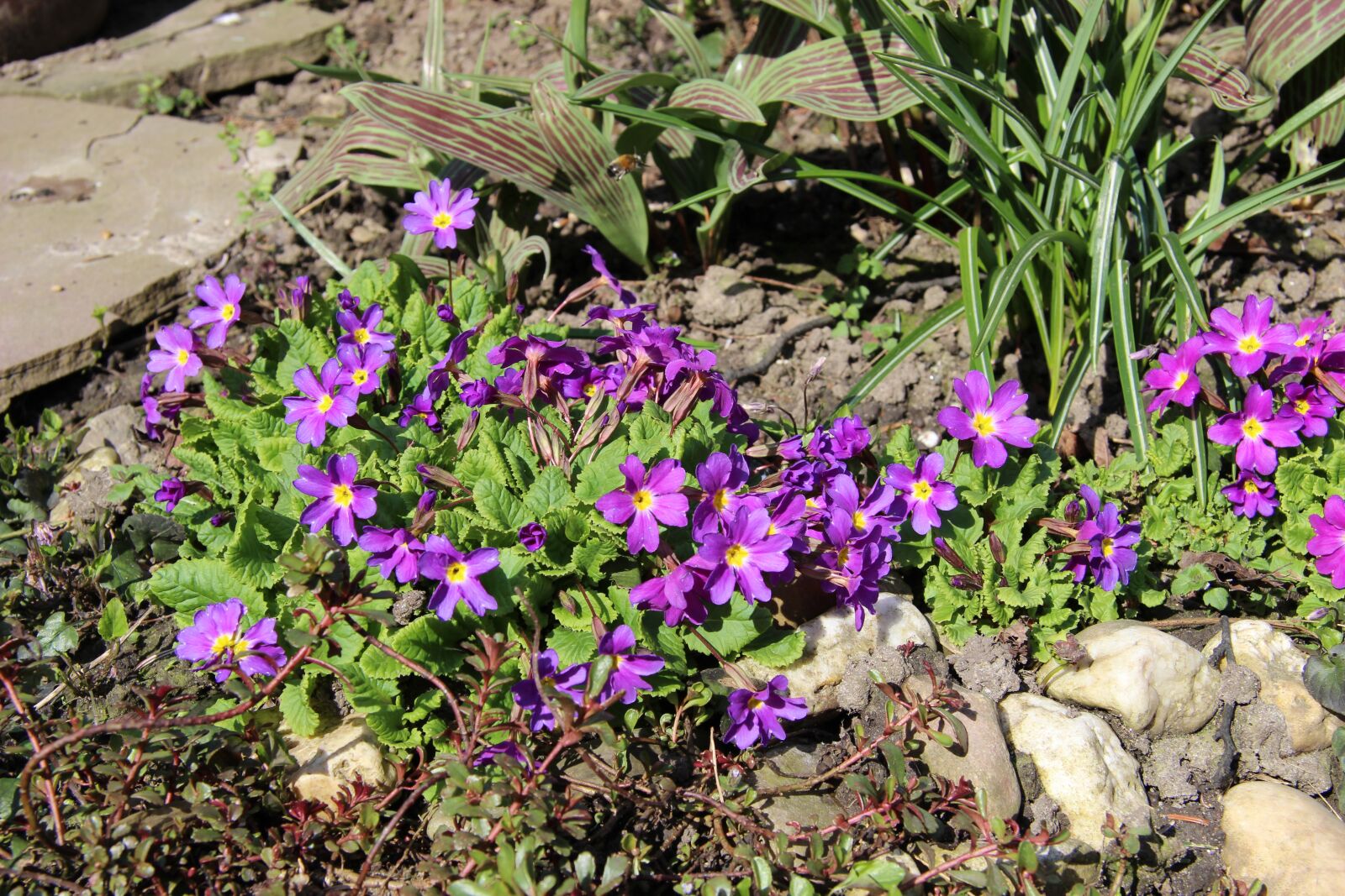 Canon EF-S 17-85mm F4-5.6 IS USM sample photo. Upholstery perennial, primrose, purple photography