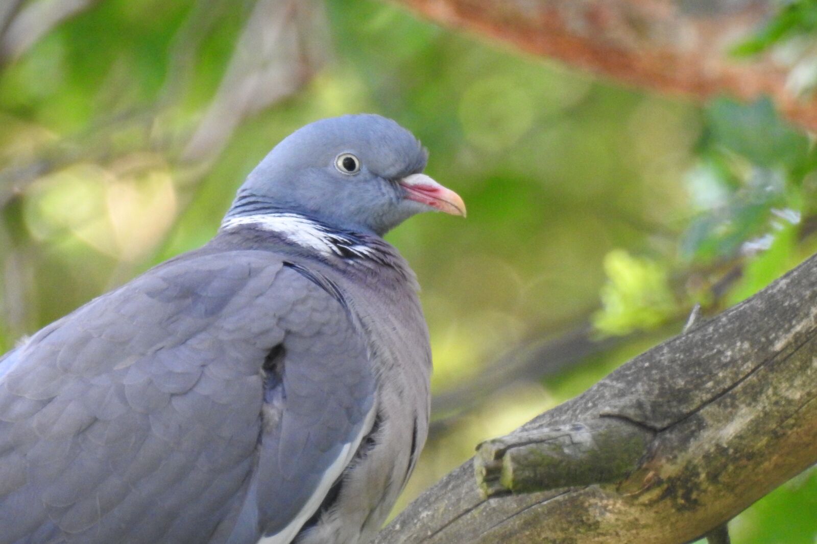 Nikon Coolpix P900 sample photo. Bird, branch, nature photography