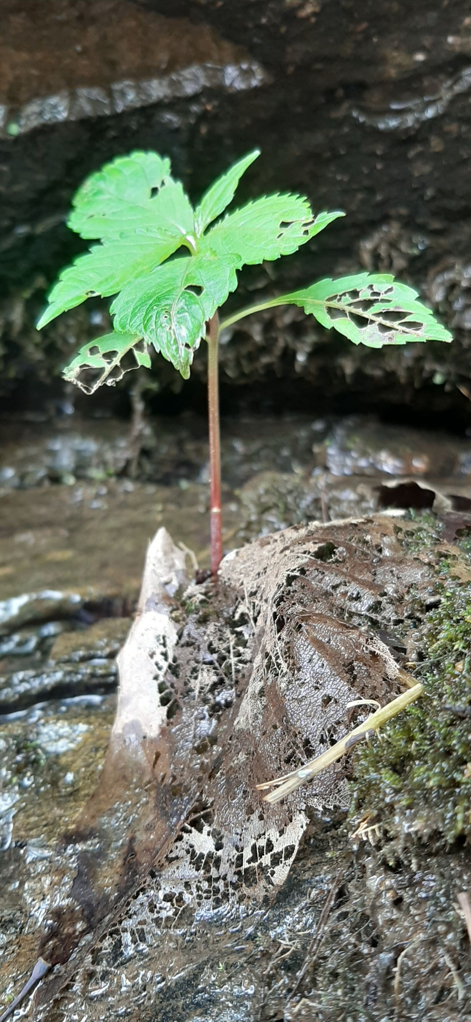 Samsung Galaxy A50 sample photo. Moss, pool, green photography