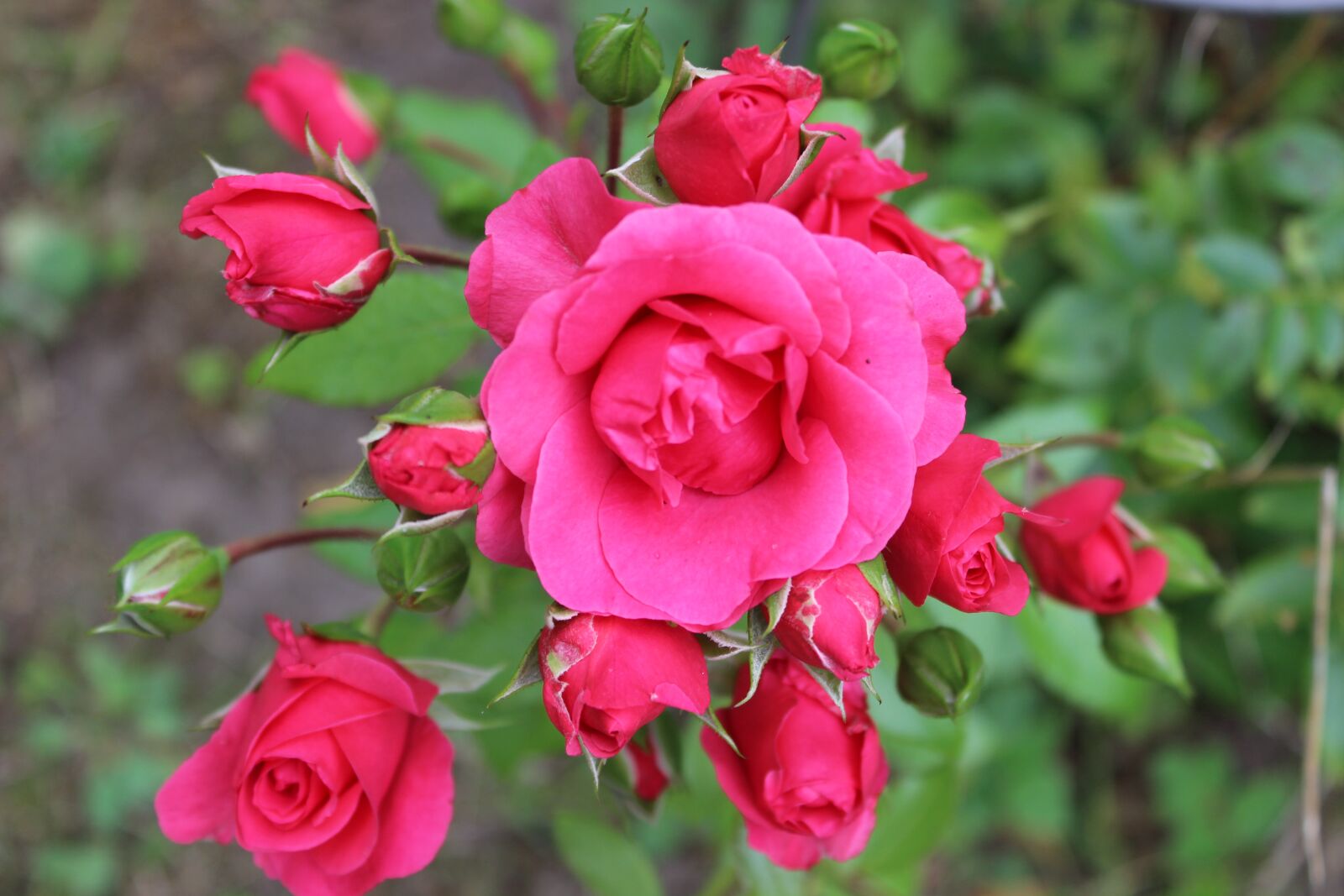 Canon EOS 600D (Rebel EOS T3i / EOS Kiss X5) sample photo. Roses, red, romantic photography