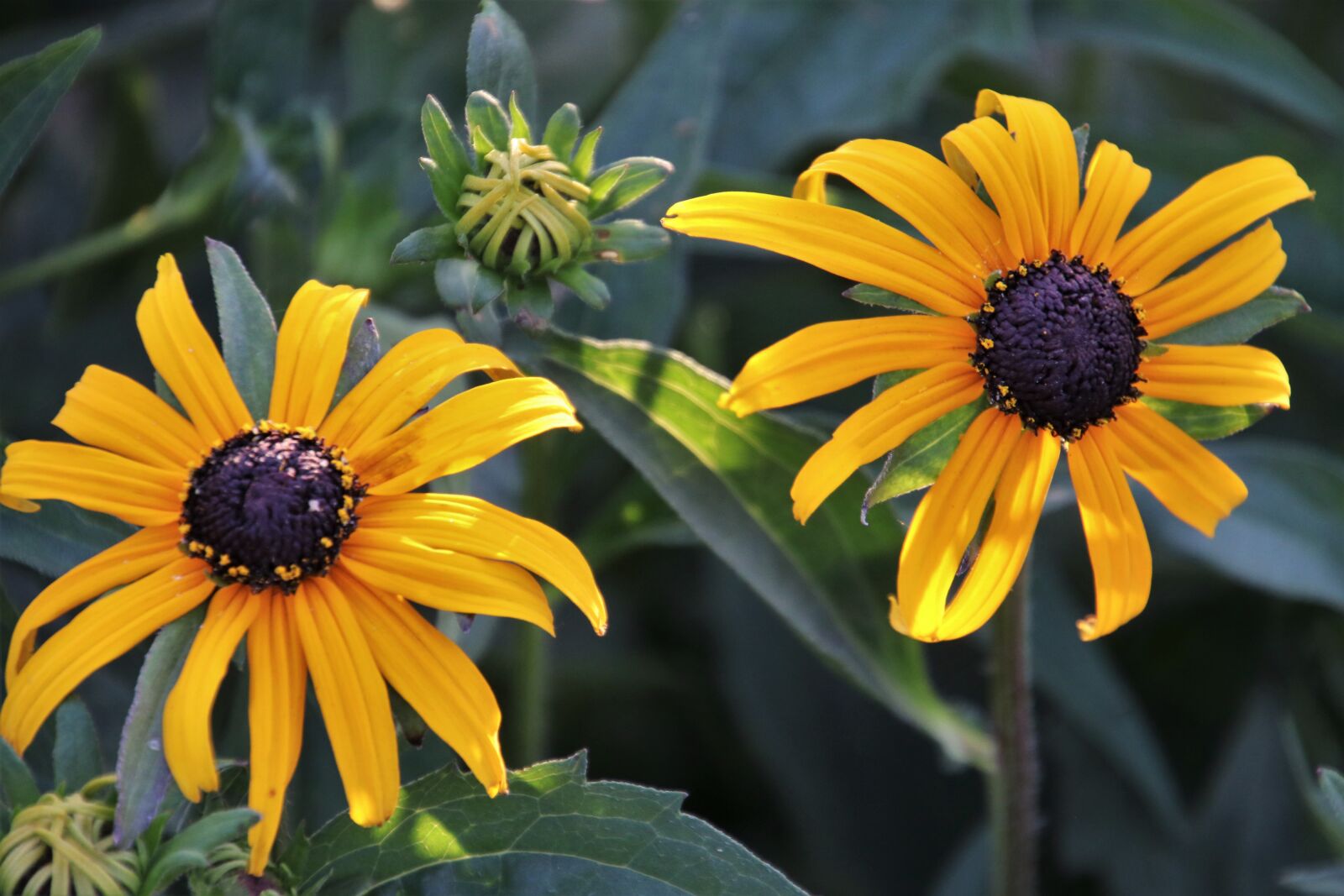 Canon EOS 80D sample photo. Flowers, yellow, stamens photography