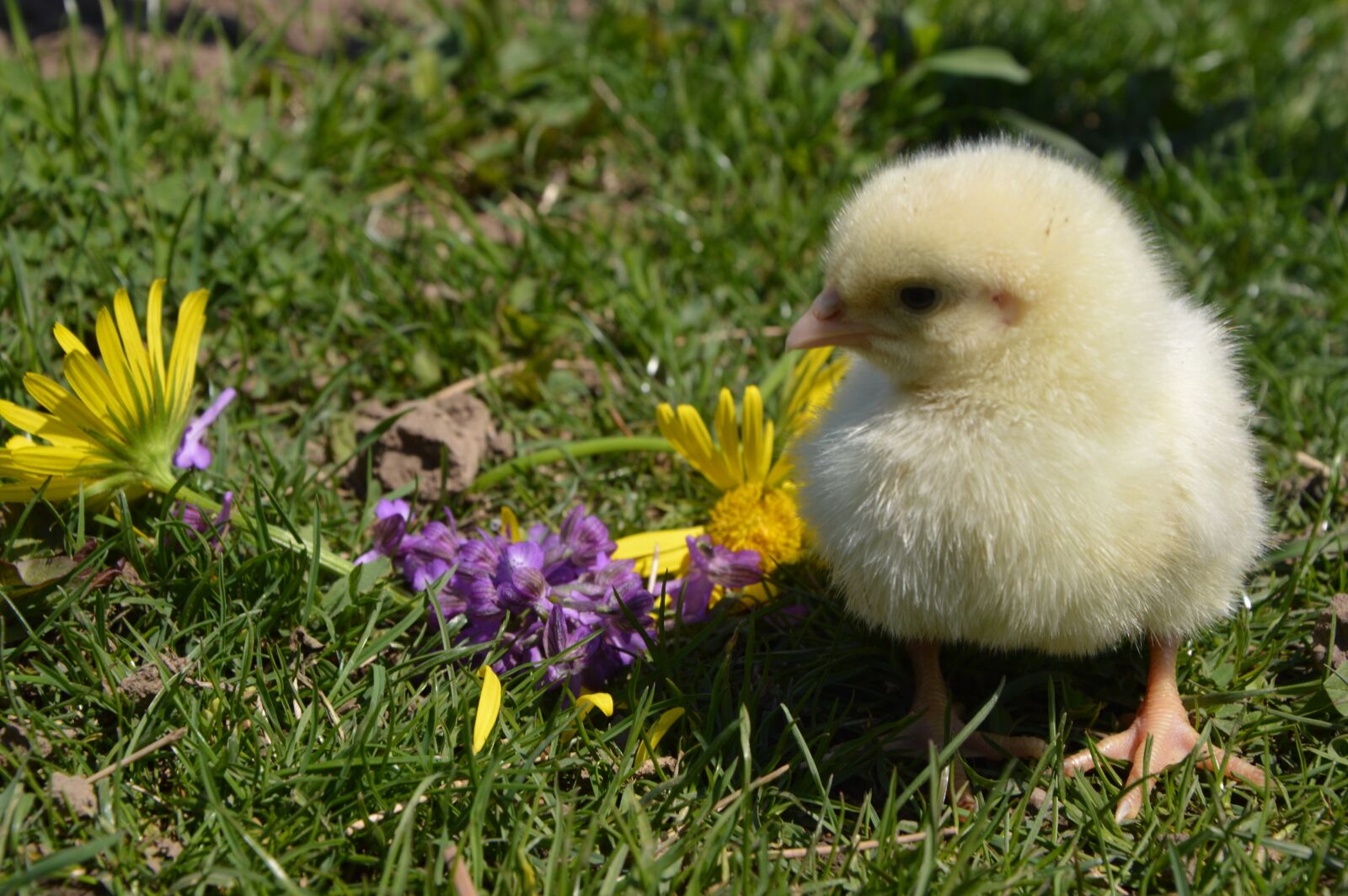 Nikon D3200 sample photo. Chicken, flowers, bird photography