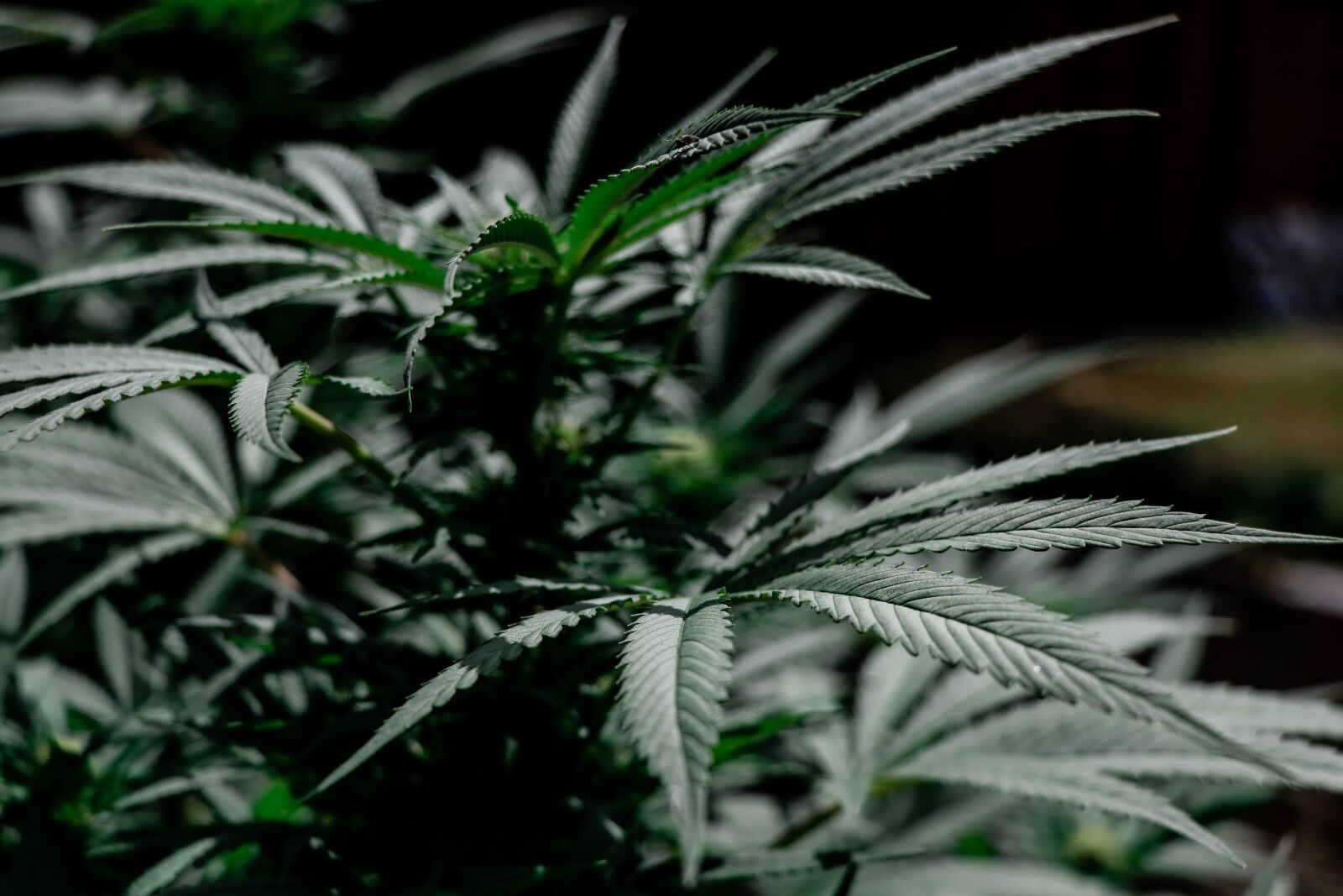 Canon EF-S 18-135mm F3.5-5.6 IS USM sample photo. Cannabis, plant, marijuana photography