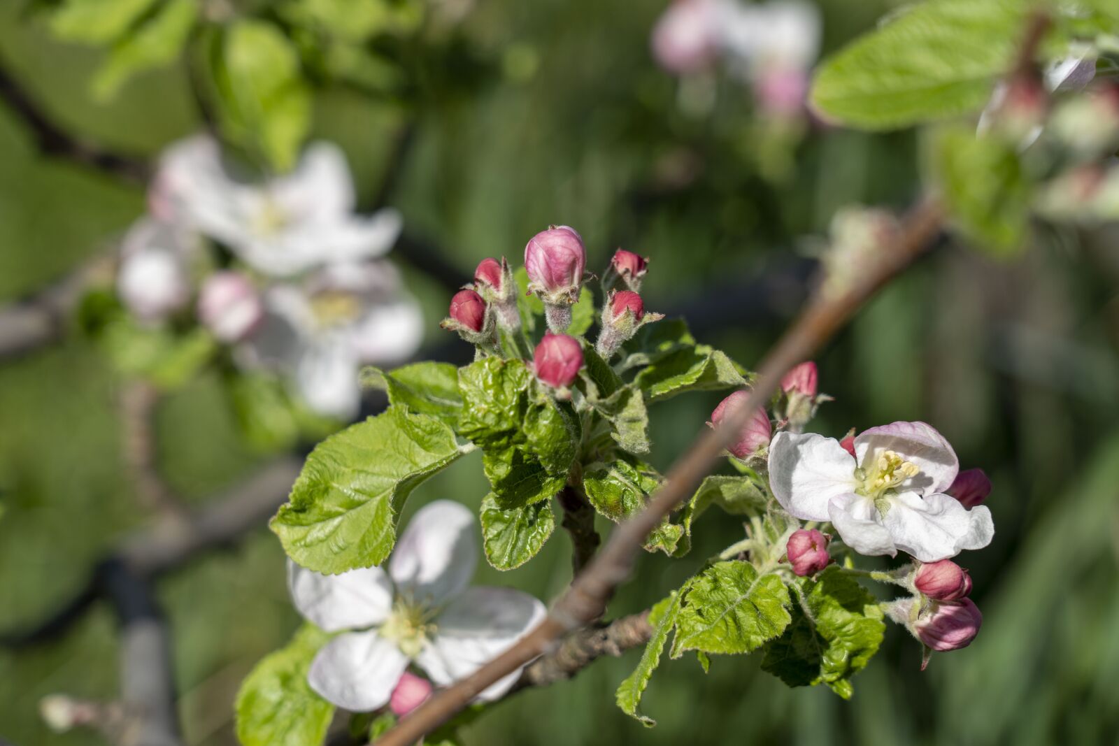 Sony a7 III sample photo. Flower, flowers, the puck photography