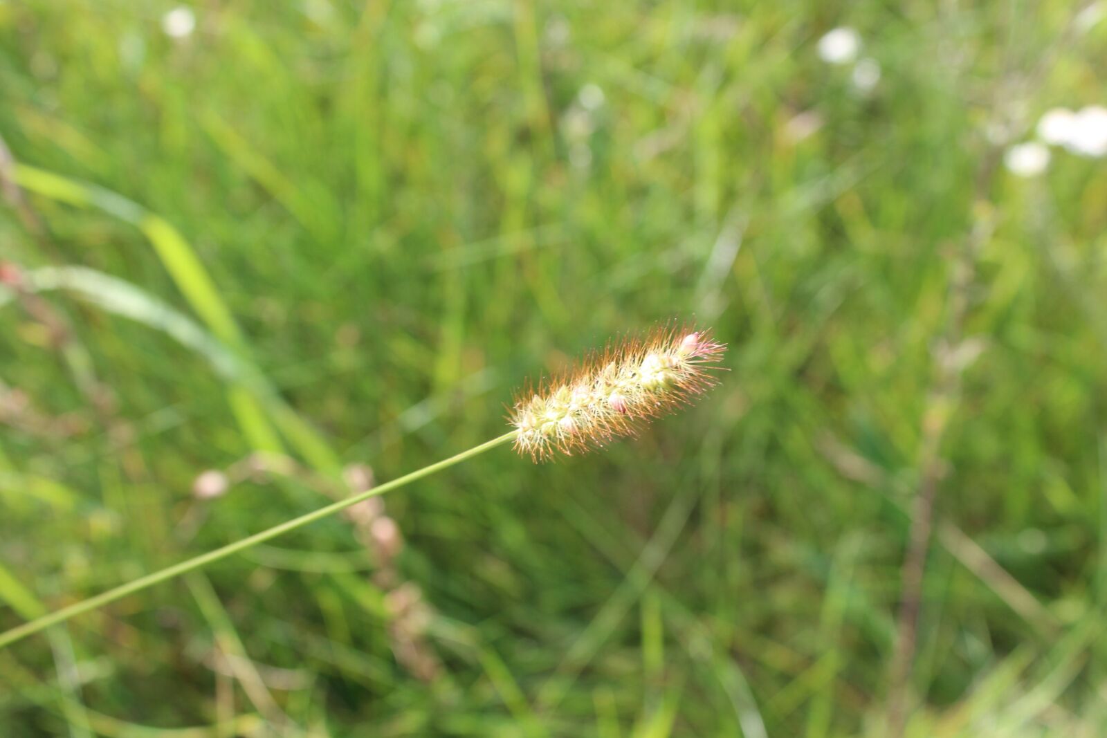 Canon EOS 1200D (EOS Rebel T5 / EOS Kiss X70 / EOS Hi) sample photo. Meadow, nature, grass photography