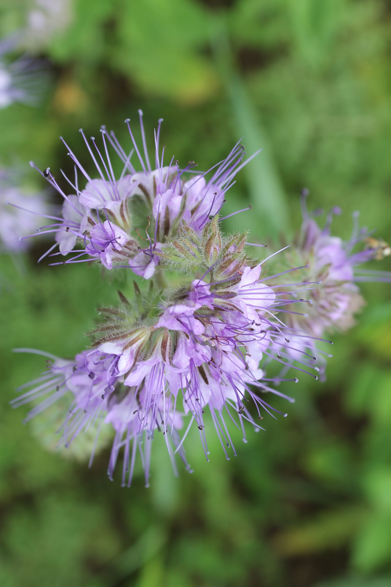 Canon EOS 1100D (EOS Rebel T3 / EOS Kiss X50) sample photo. Wild flower, flower, purple photography