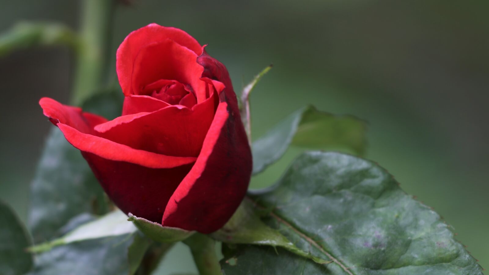 Canon EOS 6D + Canon EF 70-300 F4-5.6 IS II USM sample photo. Red rose velvet, love photography
