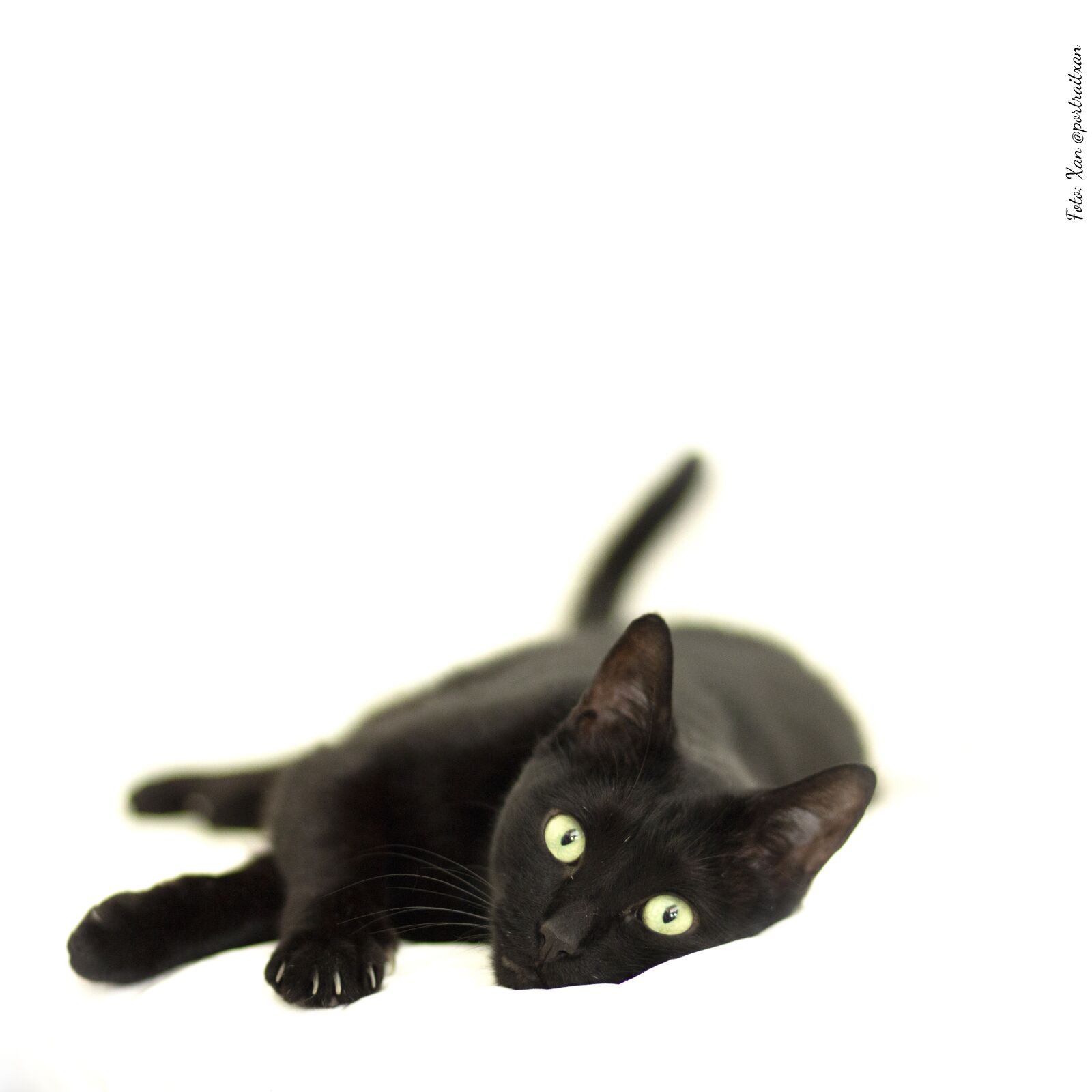 Canon EOS 600D (Rebel EOS T3i / EOS Kiss X5) sample photo. Black cat, cat, pet photography
