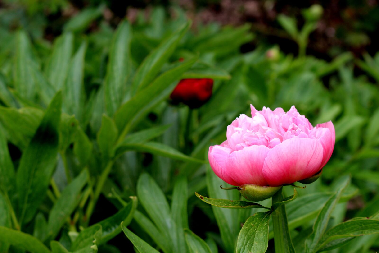 Canon EOS 700D (EOS Rebel T5i / EOS Kiss X7i) sample photo. Rose, pink, pink rose photography