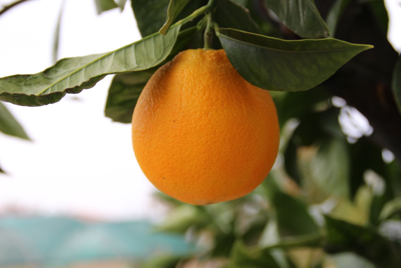 Canon EOS 600D (Rebel EOS T3i / EOS Kiss X5) sample photo. Orange, garden, fruit photography