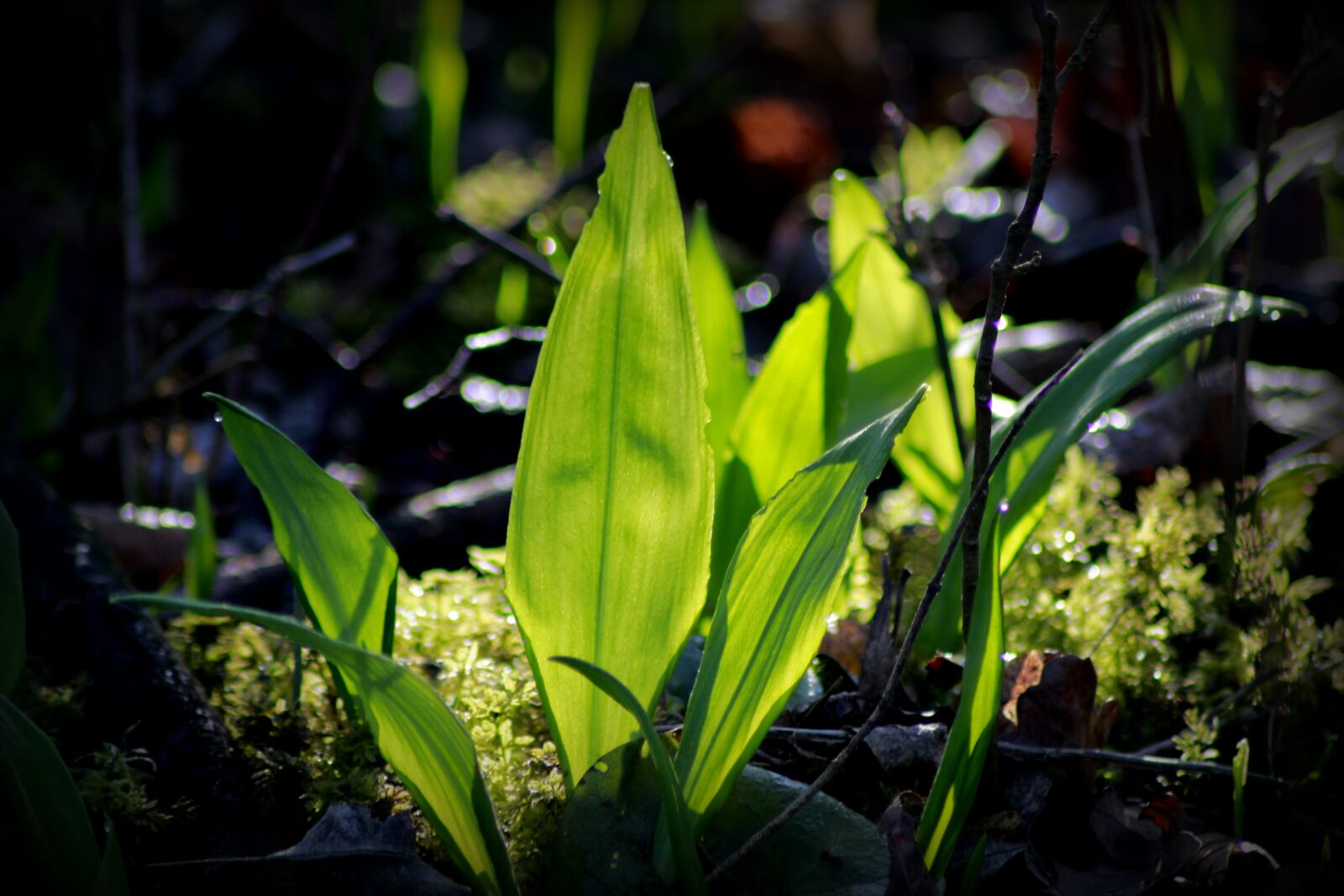 Canon EOS 100D (EOS Rebel SL1 / EOS Kiss X7) sample photo. Nature, plant, leaf photography