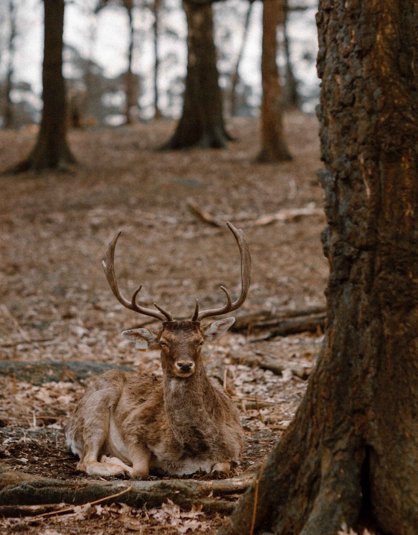 Canon EOS 6D + Canon EF 85mm F1.2L II USM sample photo. Deer, nature, forest photography