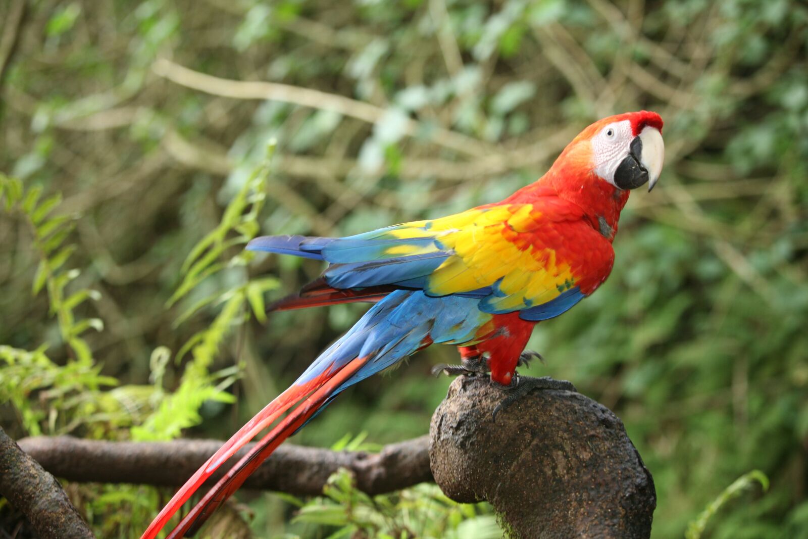 Canon EOS 5D sample photo. Birds, exotic, waterfall photography
