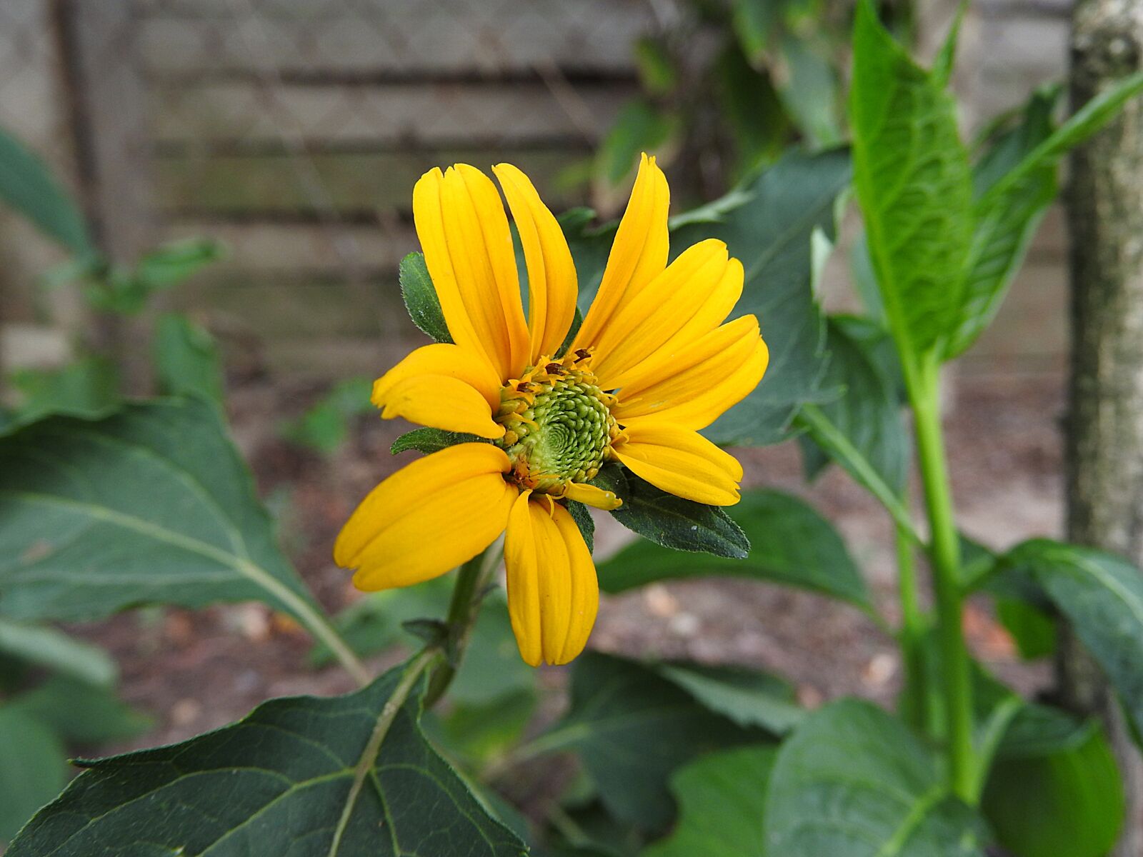 Nikon Coolpix P610 sample photo. Yellow flower, flower, pointed photography