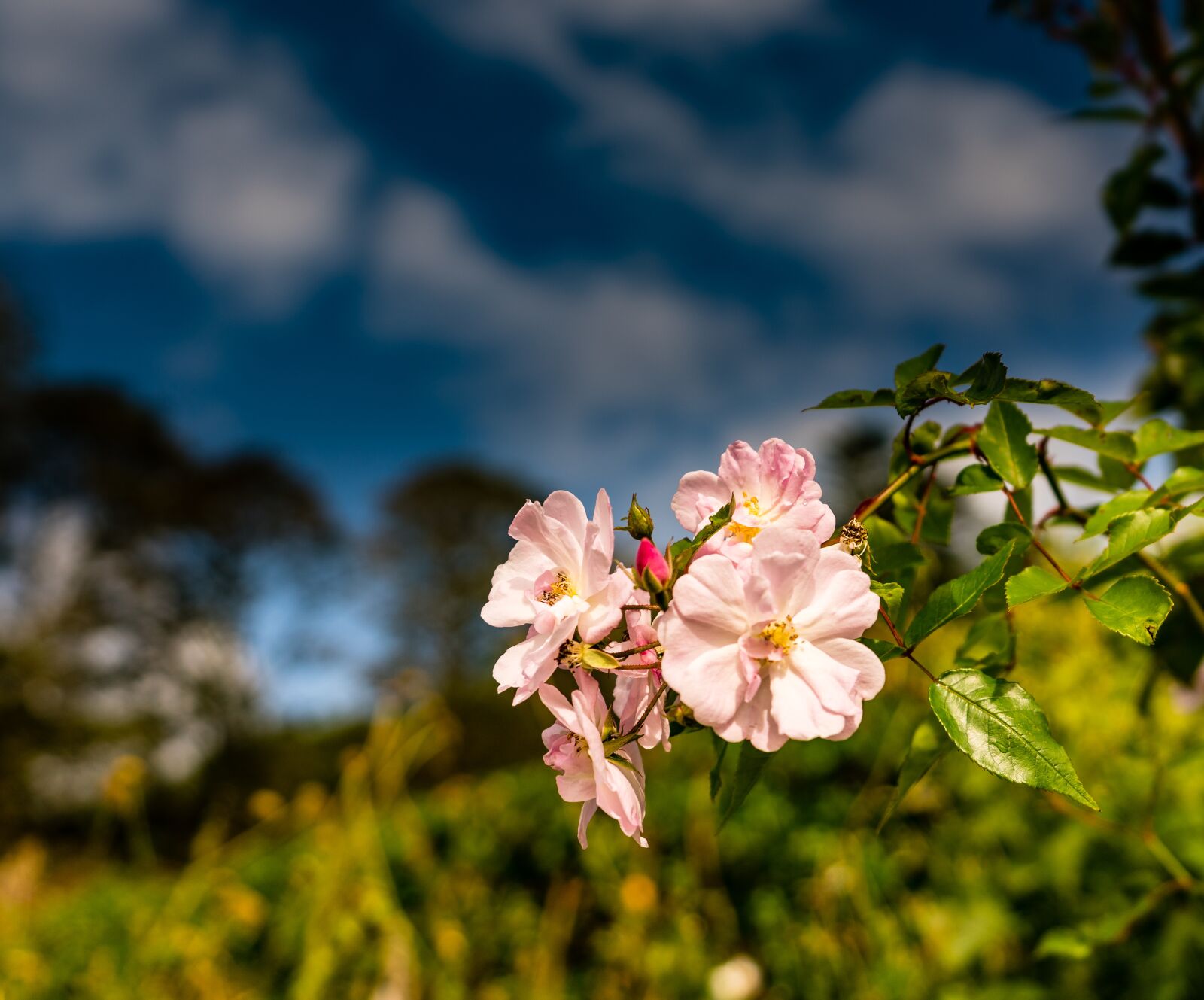 Sony FE 16-35mm F2.8 GM sample photo. Flower, blue sky, clouds photography