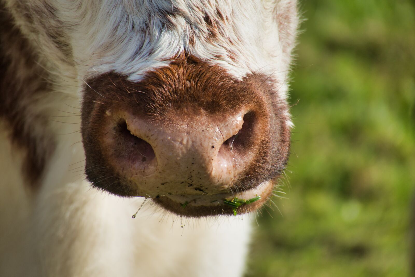 Canon PowerShot G3 X sample photo. Cow, nostrils, foot photography
