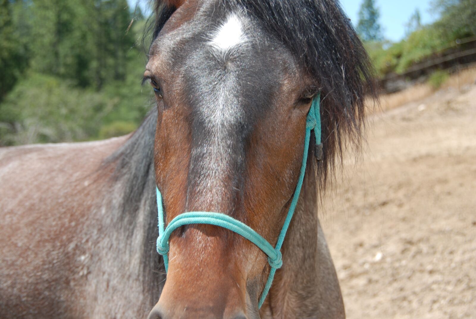 Nikon D60 sample photo. Horse, equine, brown horse photography