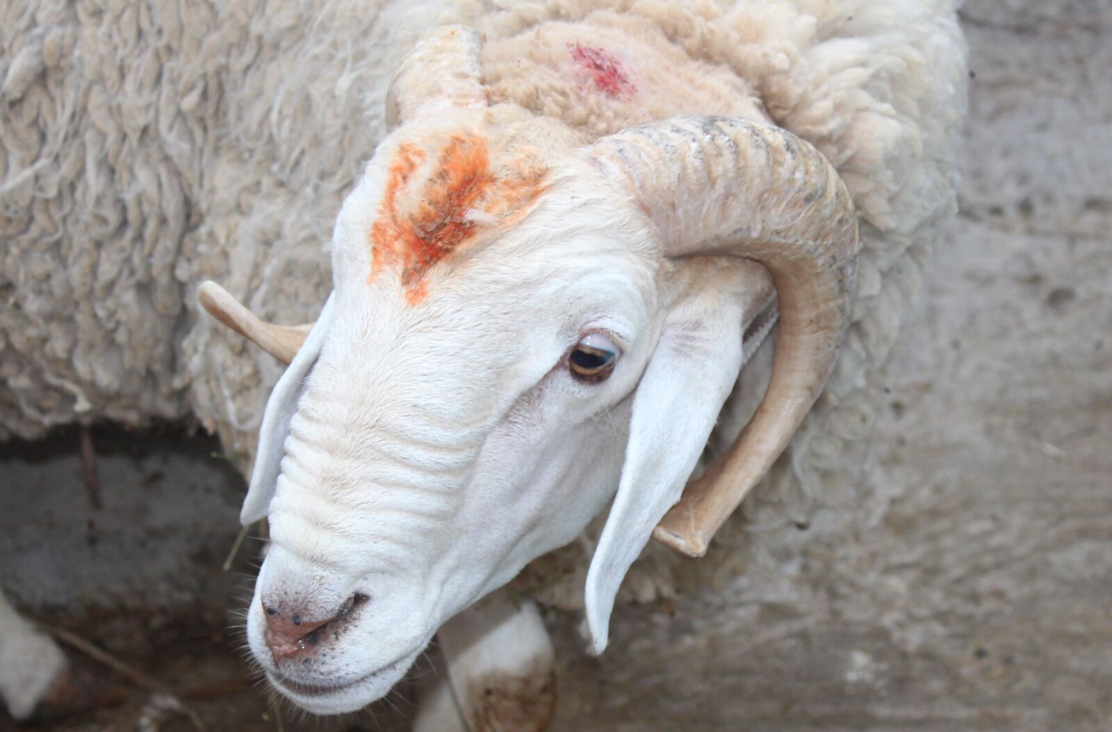 Canon EOS 650D (EOS Rebel T4i / EOS Kiss X6i) + Canon EF-S 18-55mm F3.5-5.6 III sample photo. Sheep, farm, agriculture photography