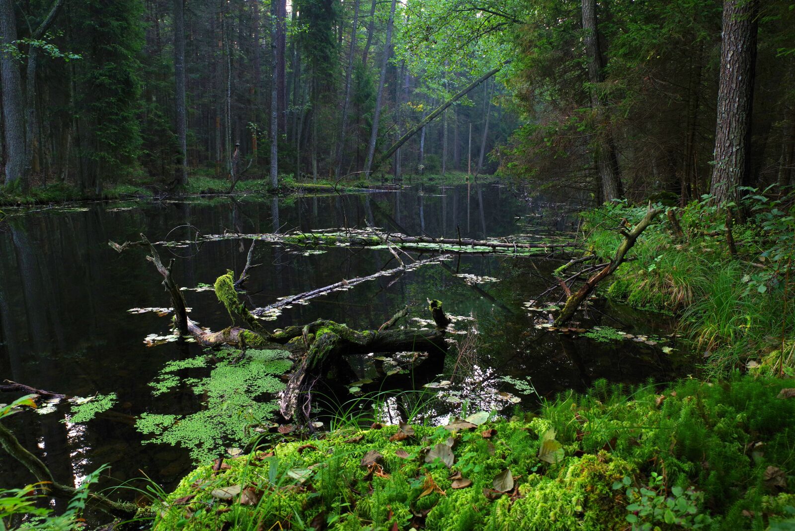 Pentax K-1 sample photo. Poland, mite, black pond photography