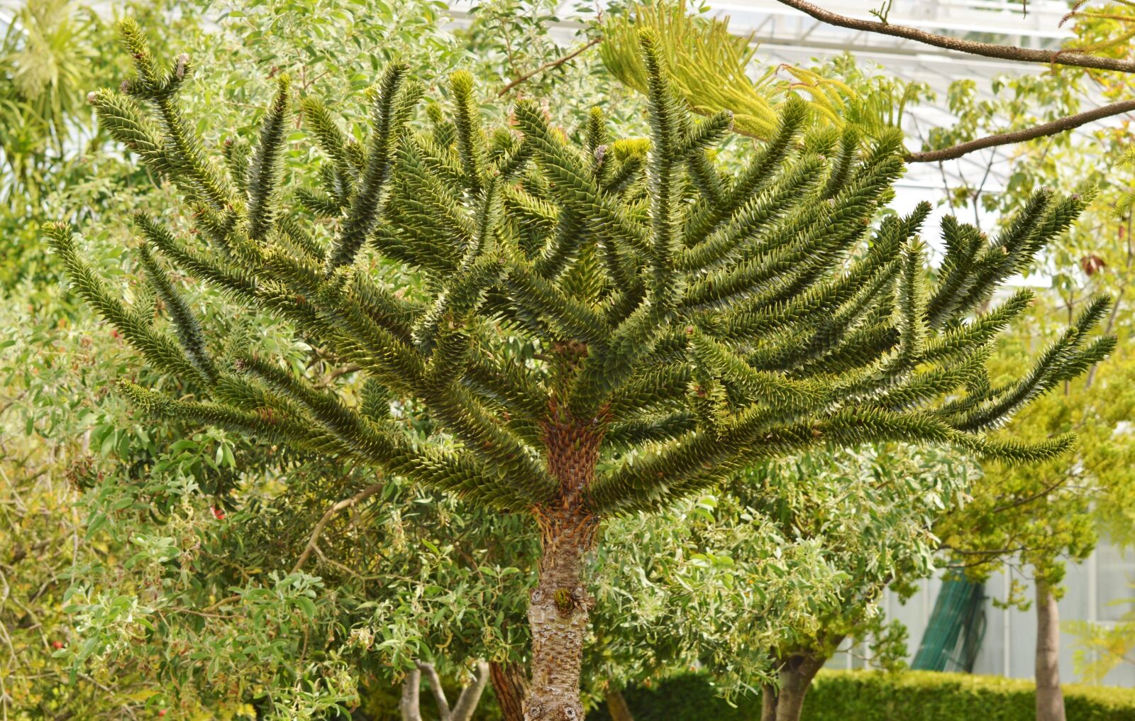 Nikon D3200 sample photo. Palm, araucaria, plant photography