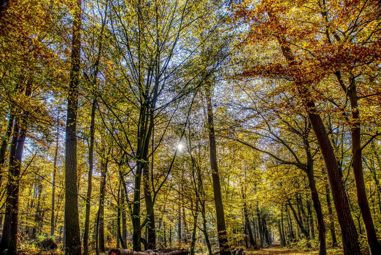 Sony a6000 sample photo. Forest, autumn, mood photography