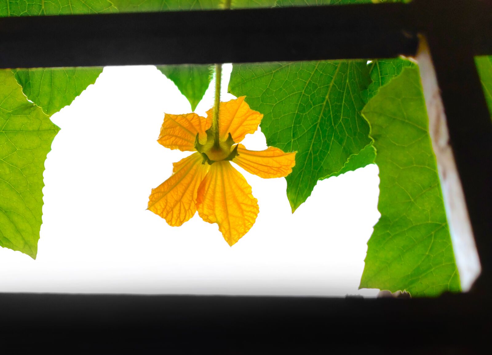 Xiaomi Redmi Note 7 Pro sample photo. Autumn, yellow, flower photography