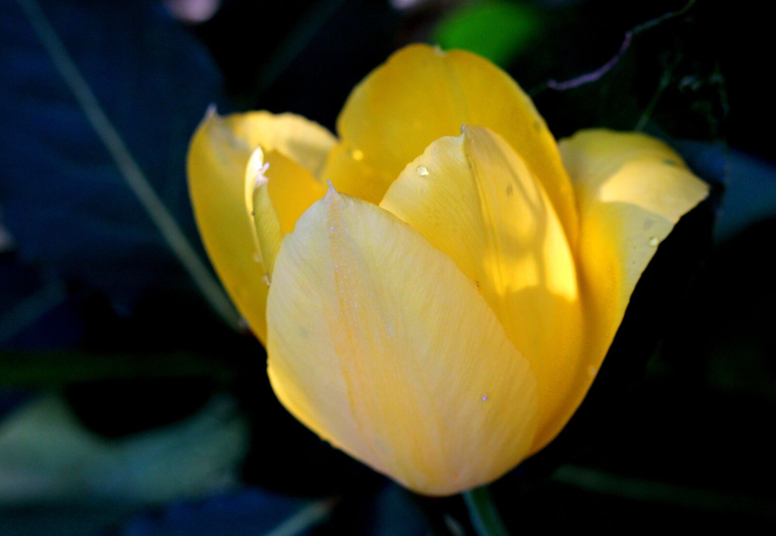 Canon EOS 600D (Rebel EOS T3i / EOS Kiss X5) + Canon EF 50mm F1.8 STM sample photo. Tulip, yellow, drop photography