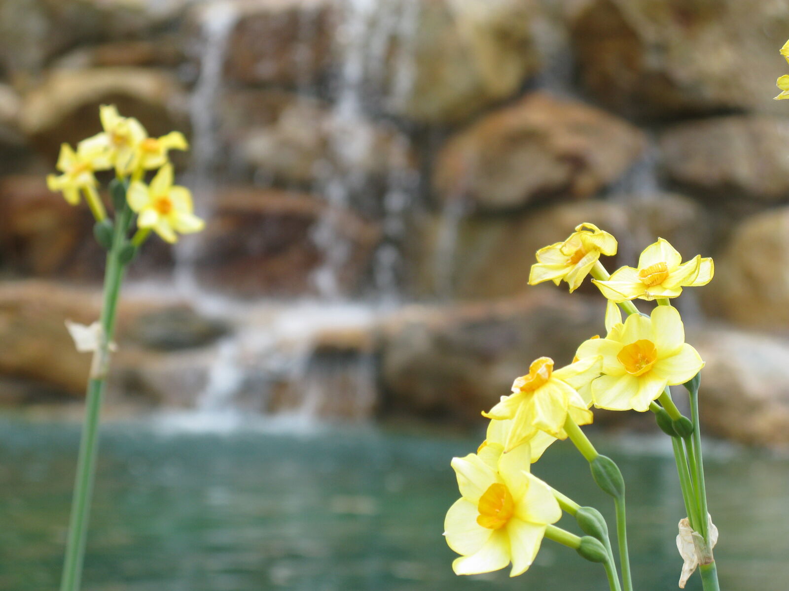 Canon POWERSHOT A650 IS sample photo. Blooming, daffodils, spring, waterfall photography