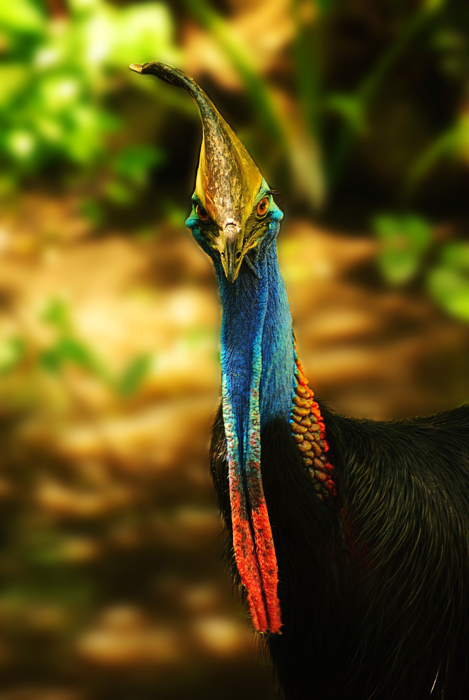 Nikon D3000 sample photo. Cassowary, bird, nature photography