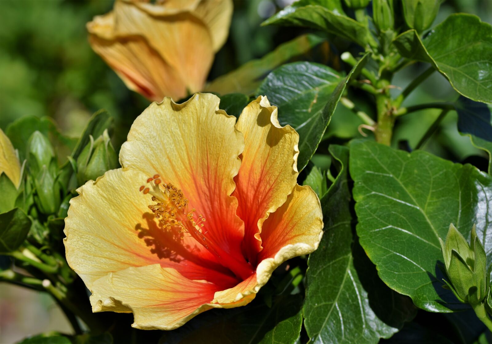 Nikon D7200 sample photo. Hibiscus, marshmallow, mallow photography