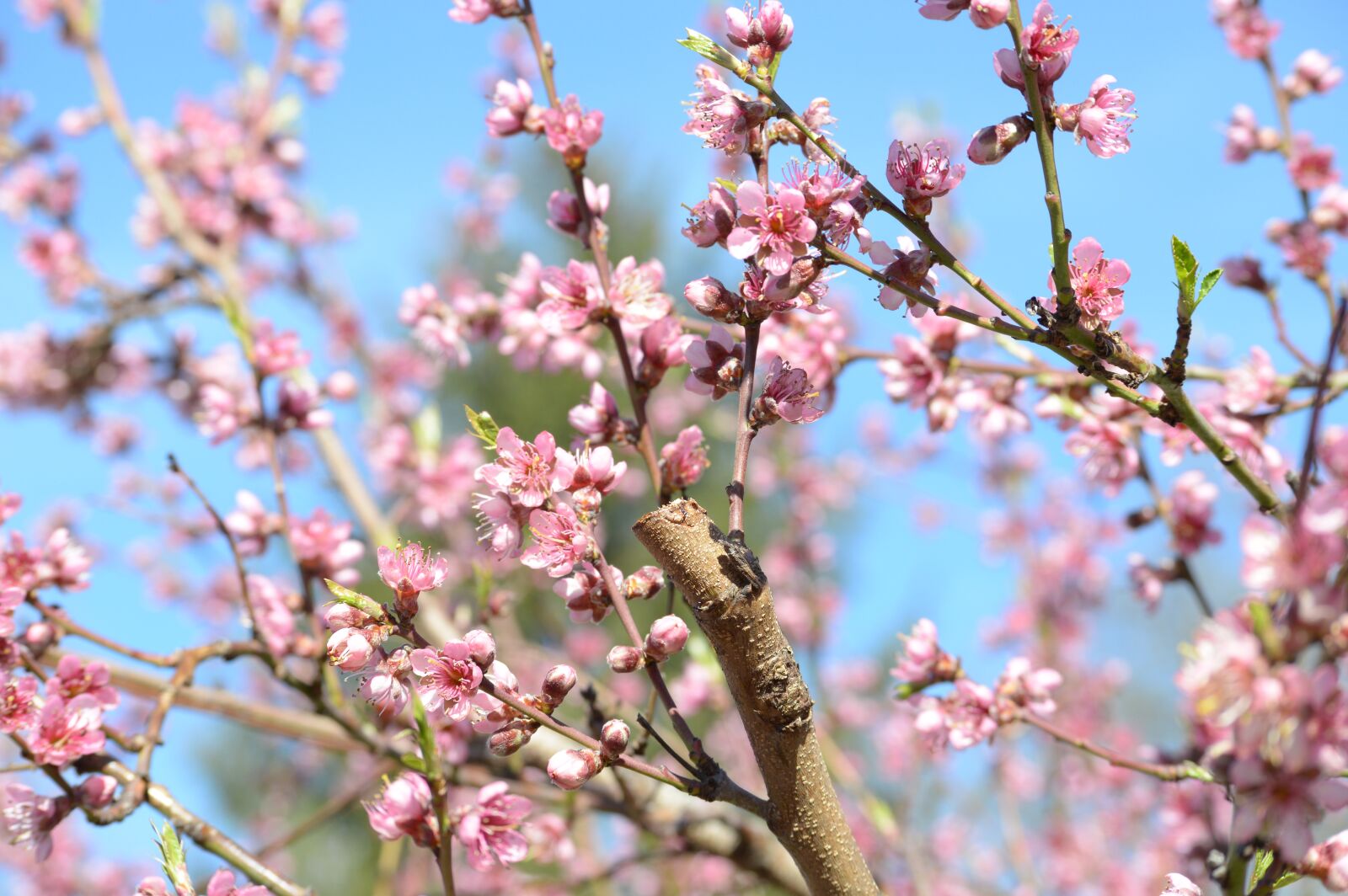 Nikon D3200 sample photo. Spring, pink, flower photography