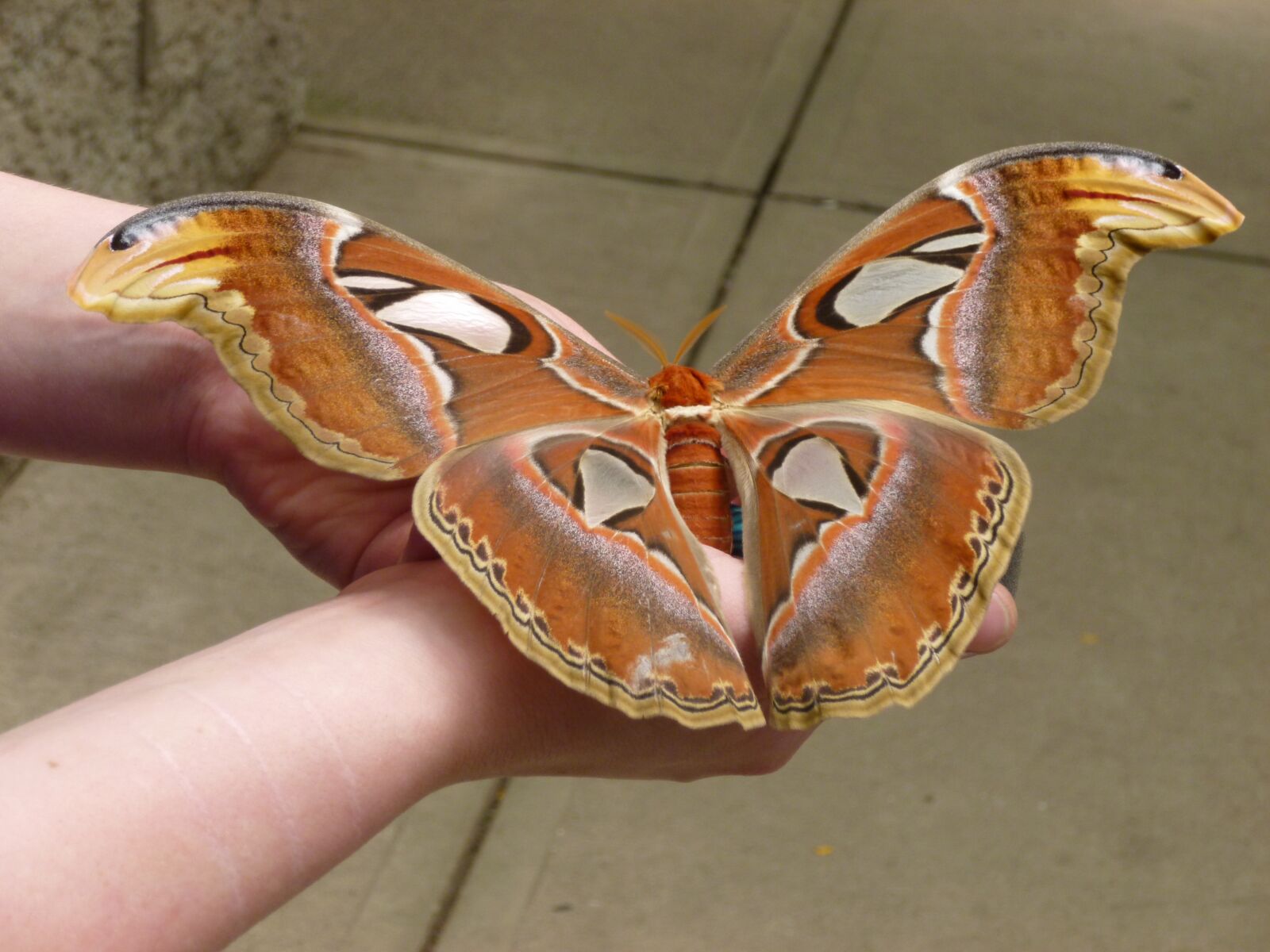 Panasonic DMC-SZ3 sample photo. Butterfly, enormous, huge photography