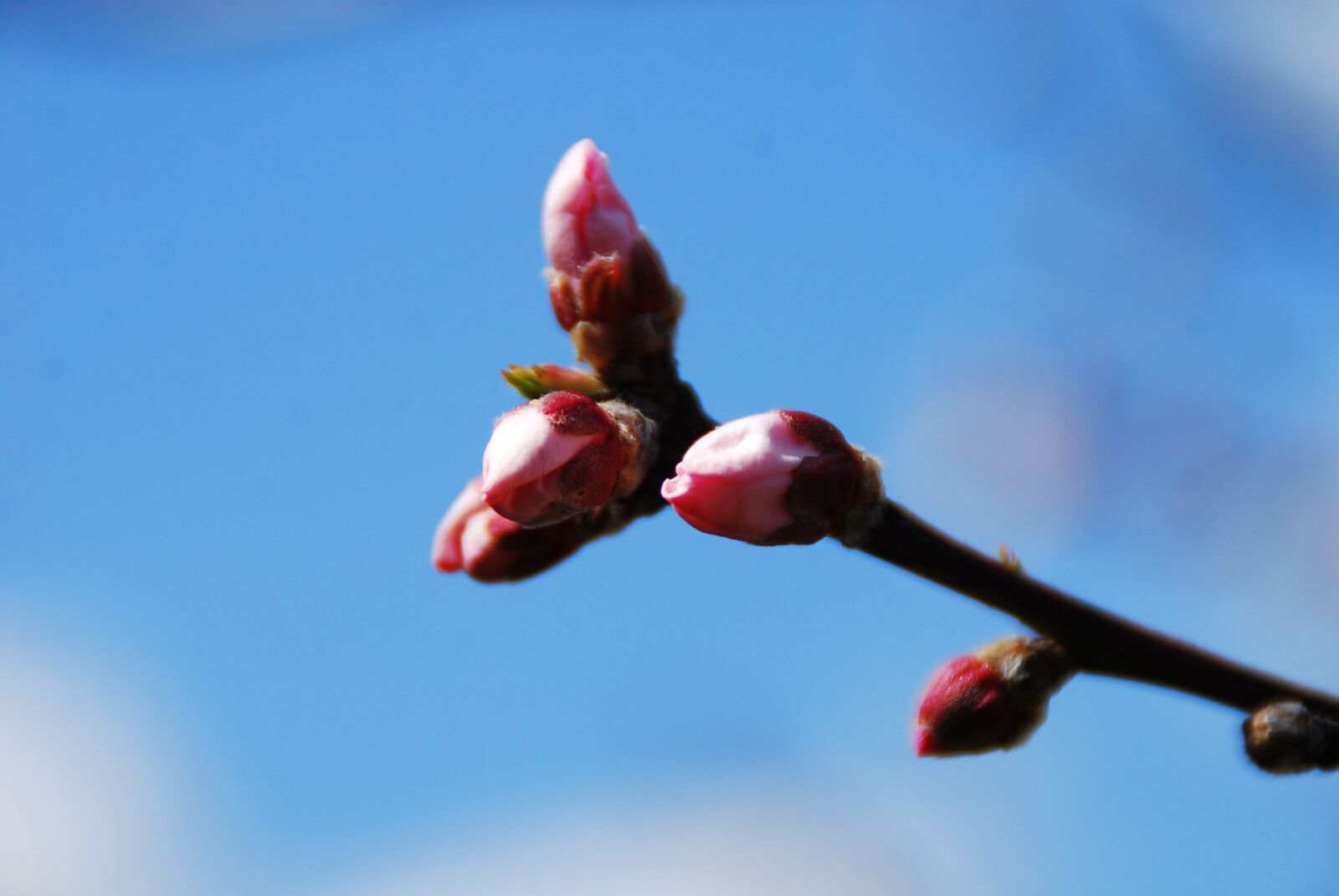 Nikon D40X sample photo. Flower, cherry blossoms, spring photography