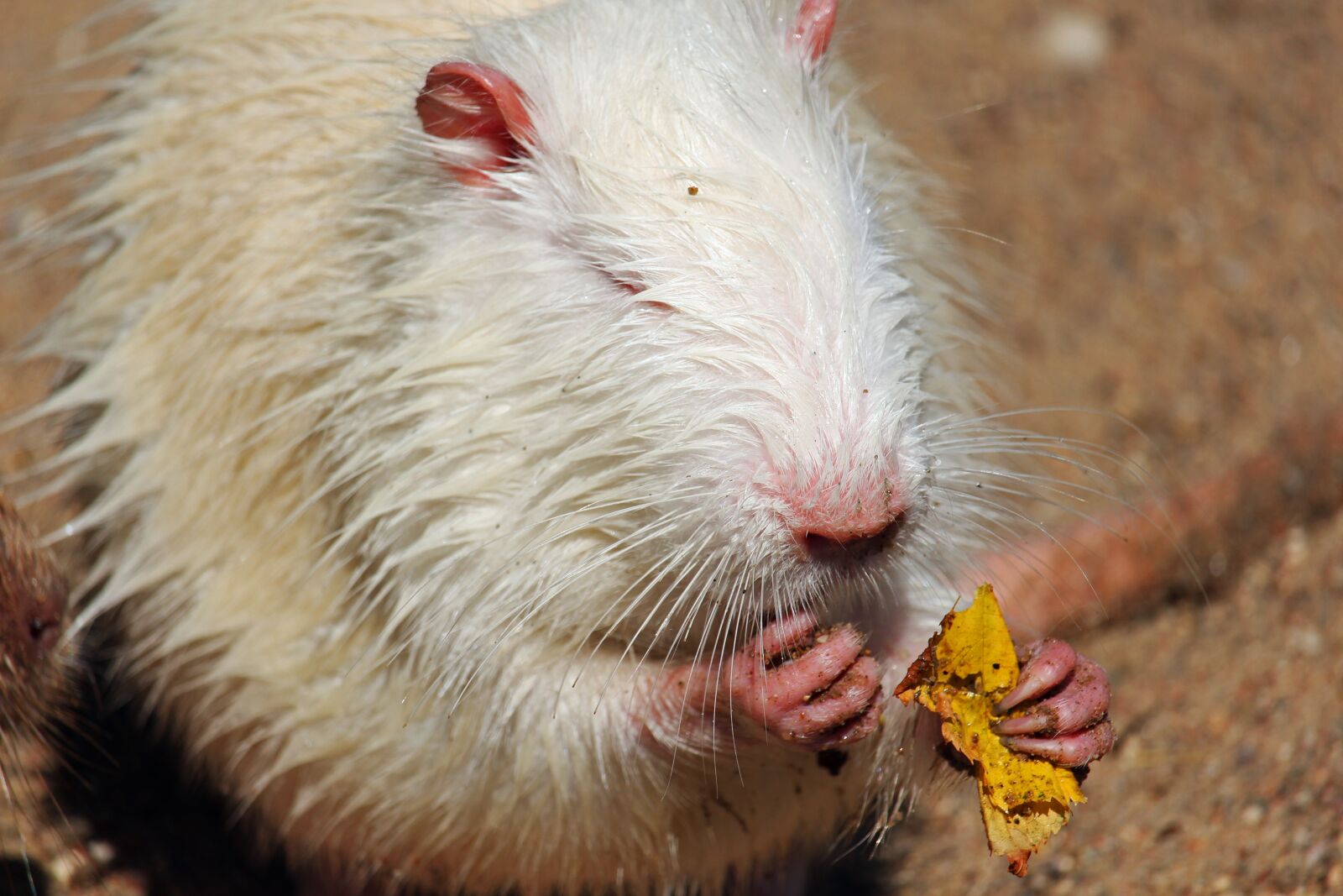 Canon EF-S 55-250mm F4-5.6 IS STM sample photo. Nutria, coypu, tail bieber photography