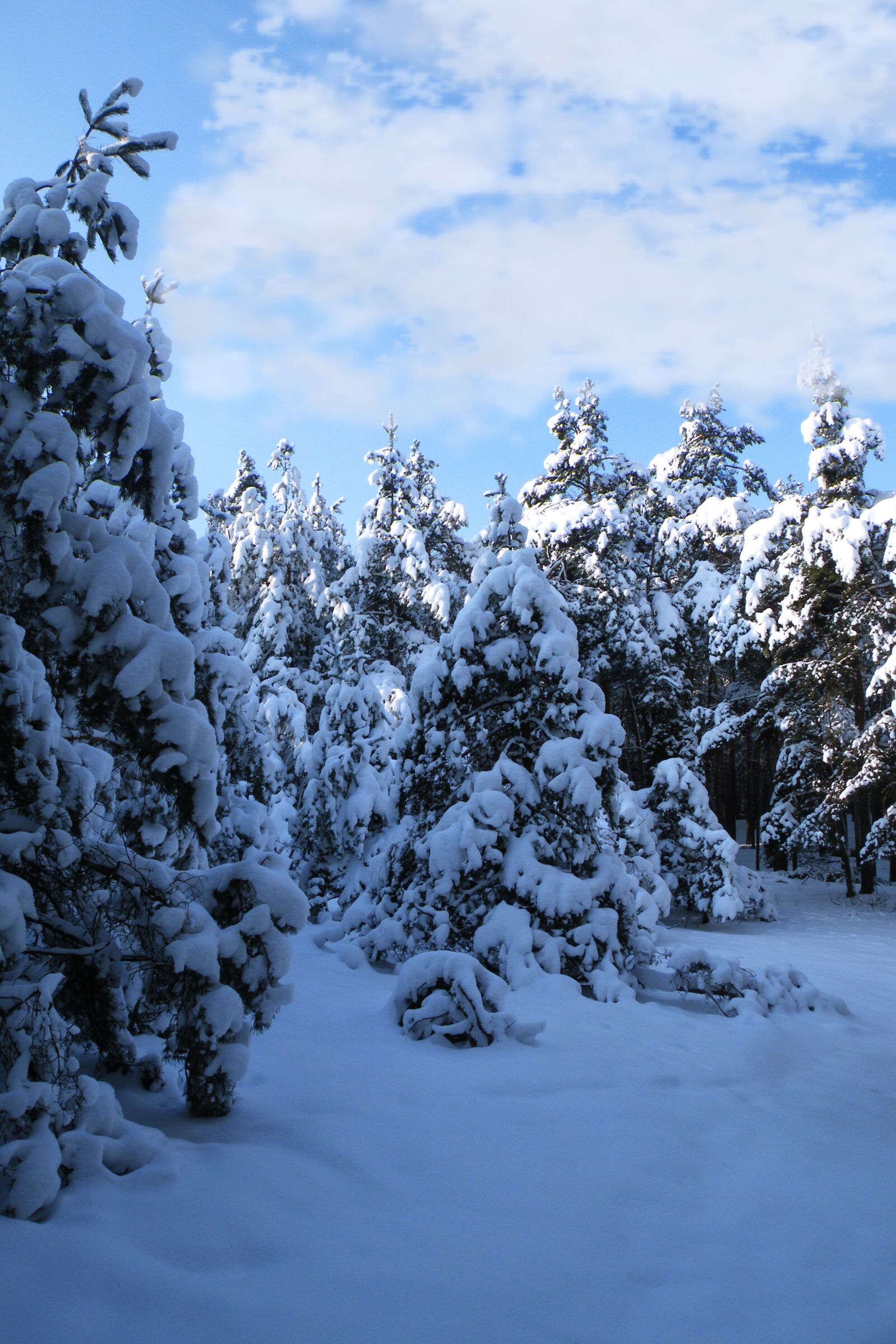Fujifilm FinePix S8100fd sample photo. Winter impressions, wintry, snow photography