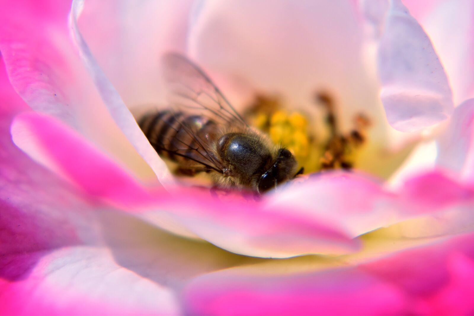 Nikon D5300 sample photo. Rose, flower, honeybee photography