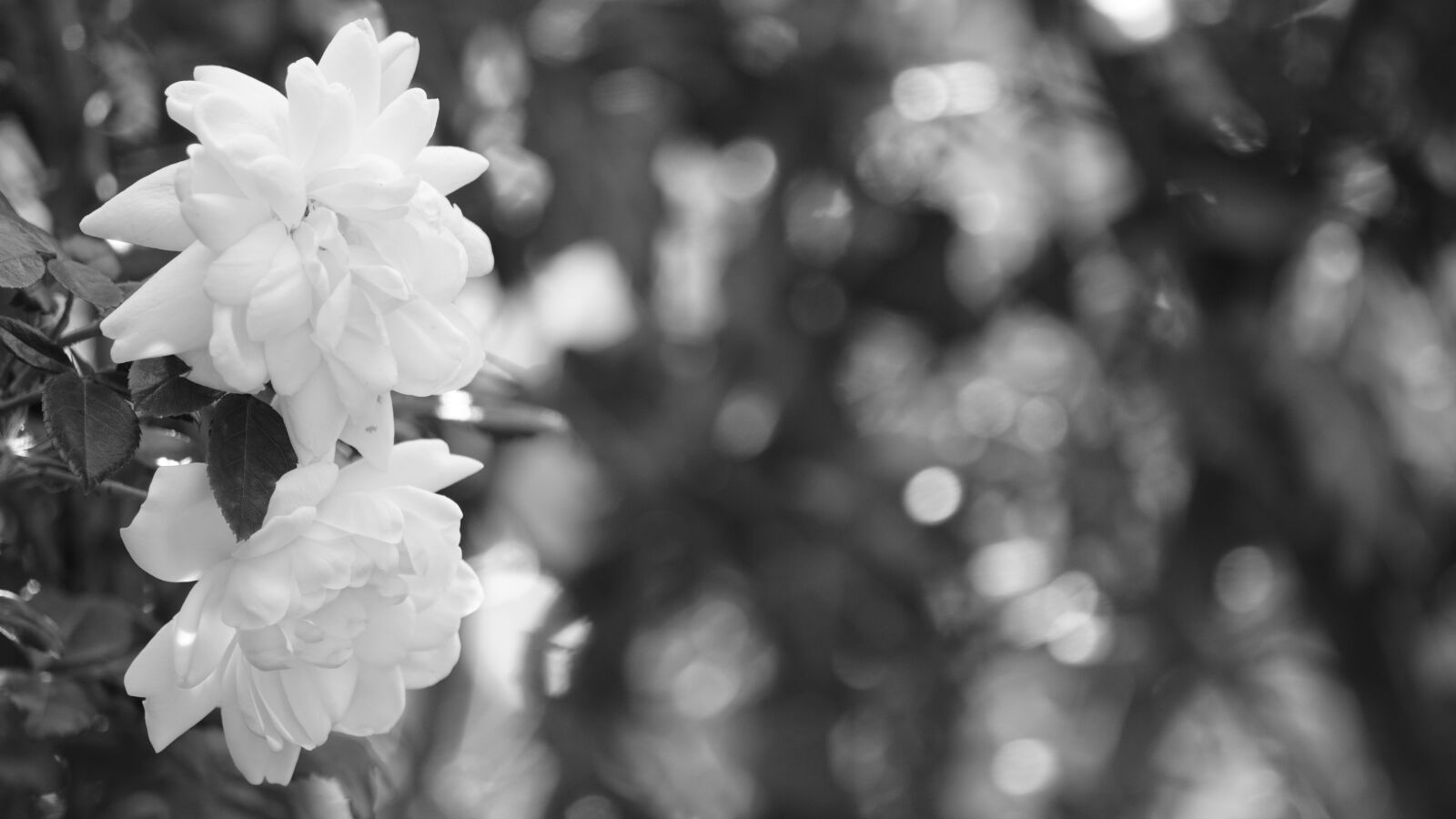 Sony ILCA-77M2 sample photo. Rose, white, flowers photography