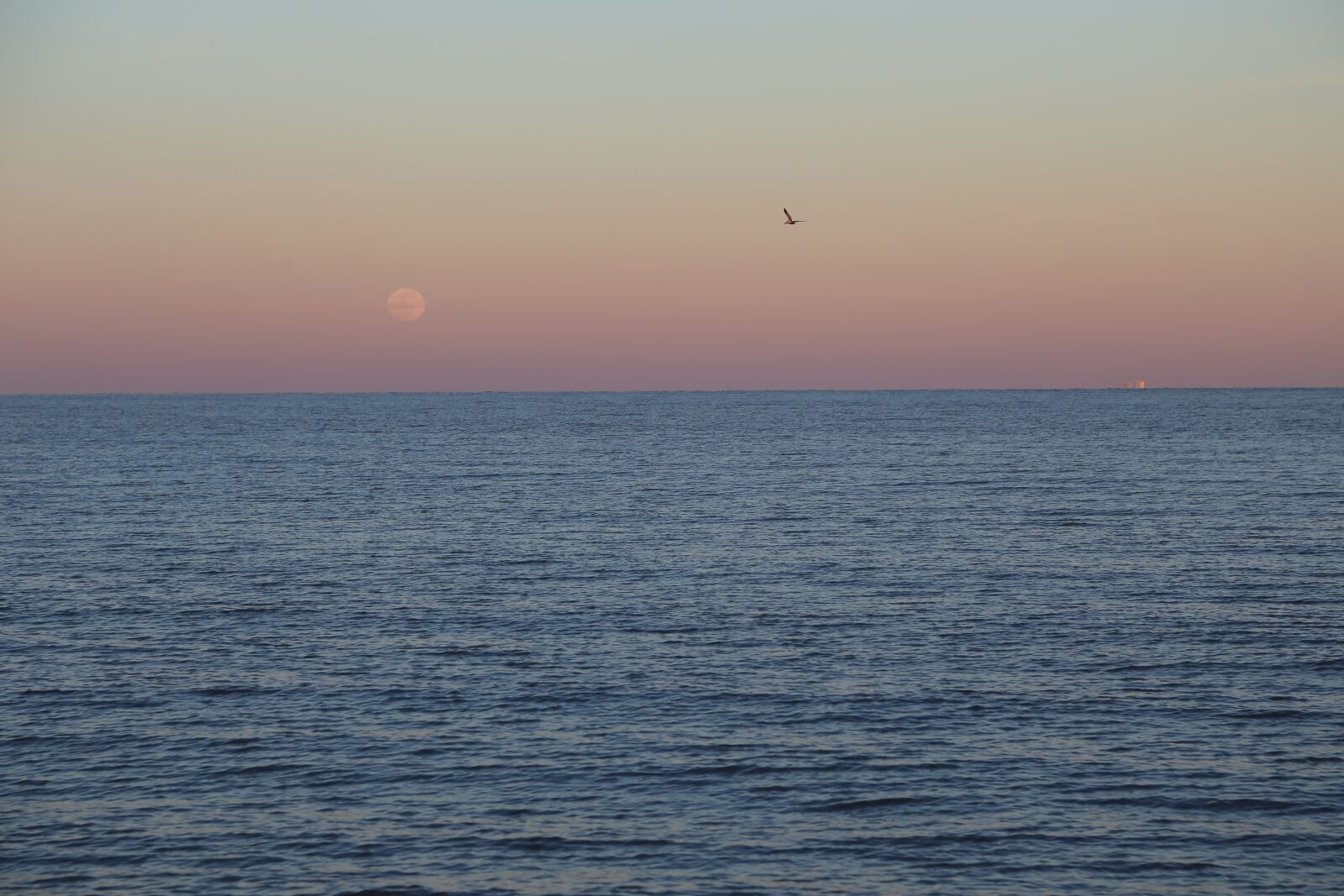 Canon EOS 6D + Canon EF 24-105mm F4L IS USM sample photo. Sea, ocean, seagull photography