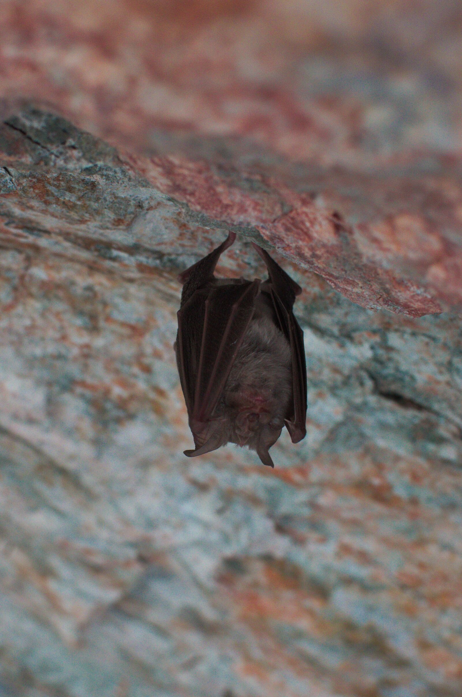 Nikon D5100 sample photo. Bat, sleep, animal photography