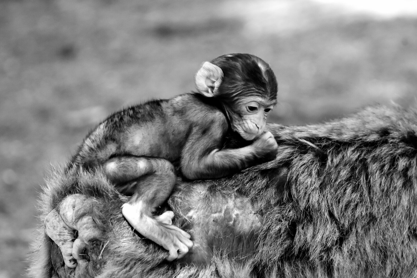 Nikon D7200 sample photo. Baby monkey, barbary ape photography