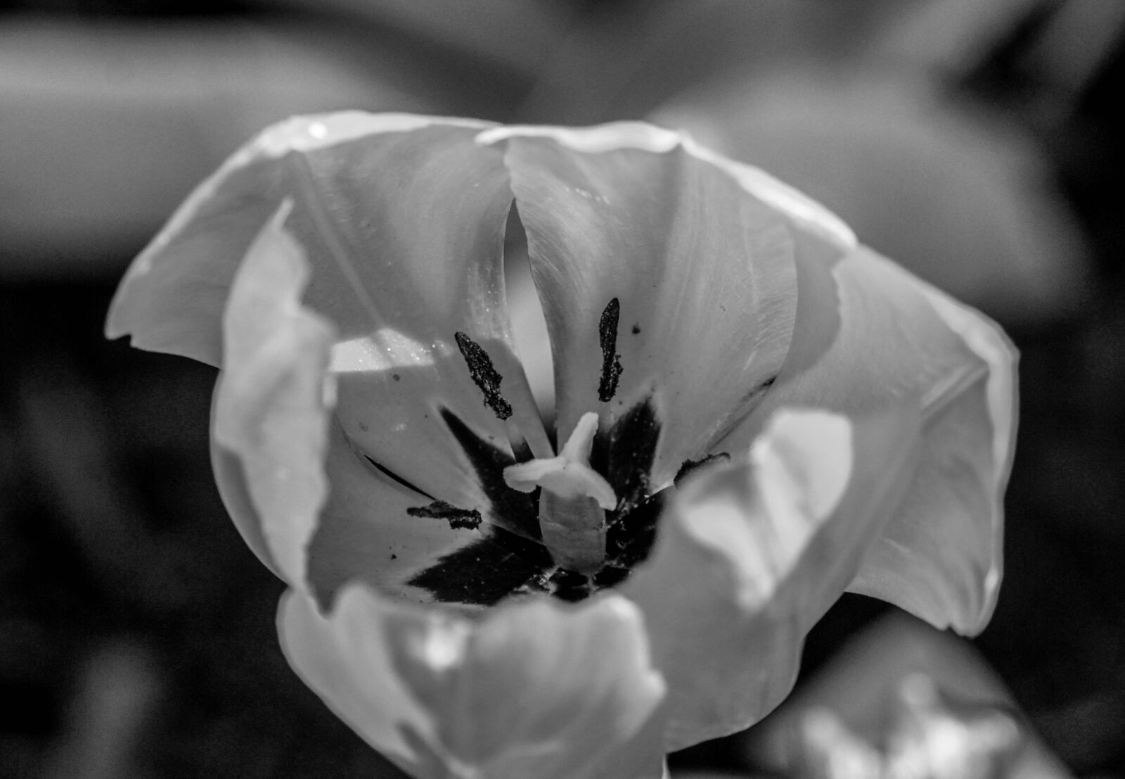 Canon EOS 700D (EOS Rebel T5i / EOS Kiss X7i) + Canon EF-S 55-250mm F4-5.6 IS STM sample photo. Flower, monochrome, petal photography