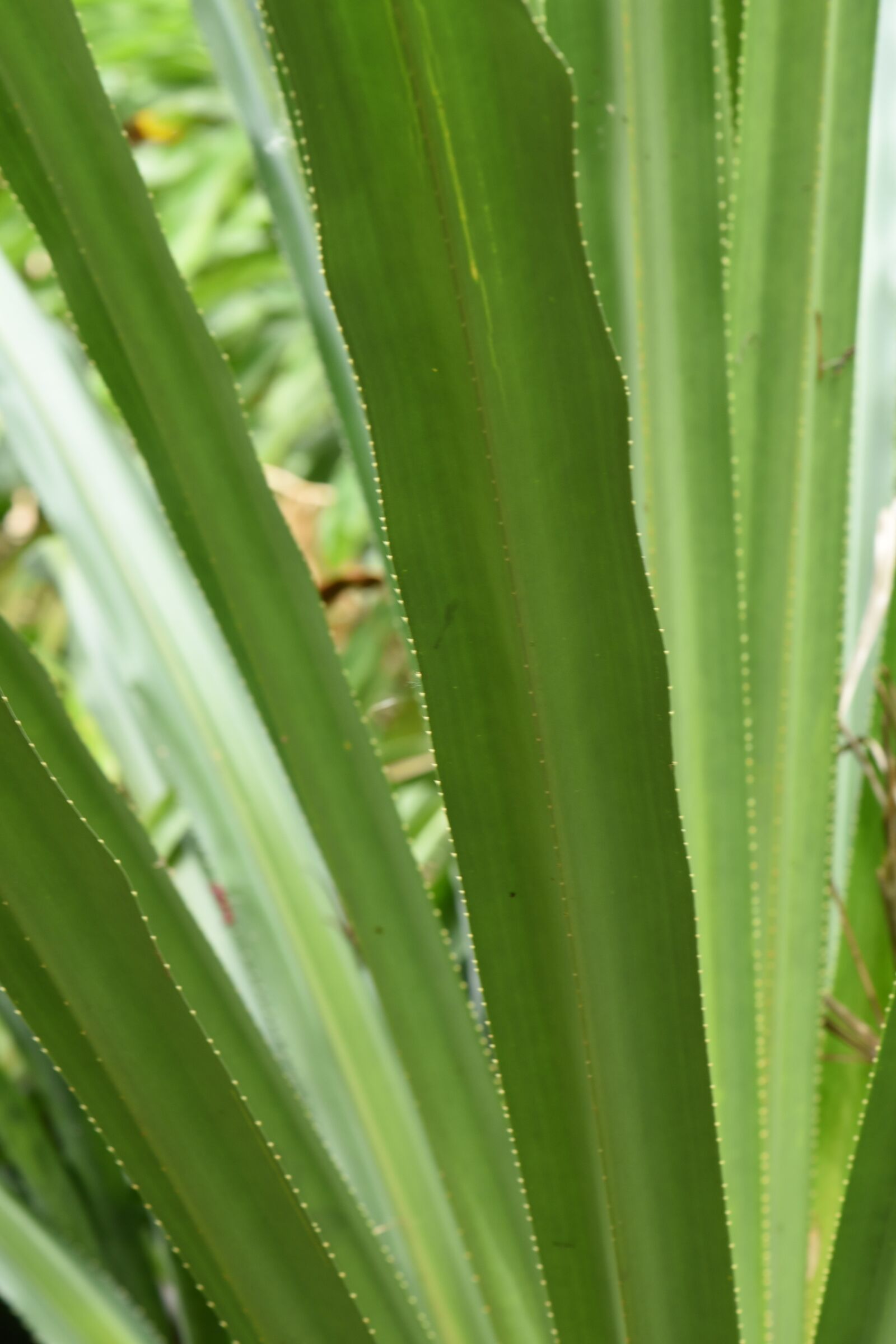 Nikon D750 sample photo. Farm, grass, fern photography