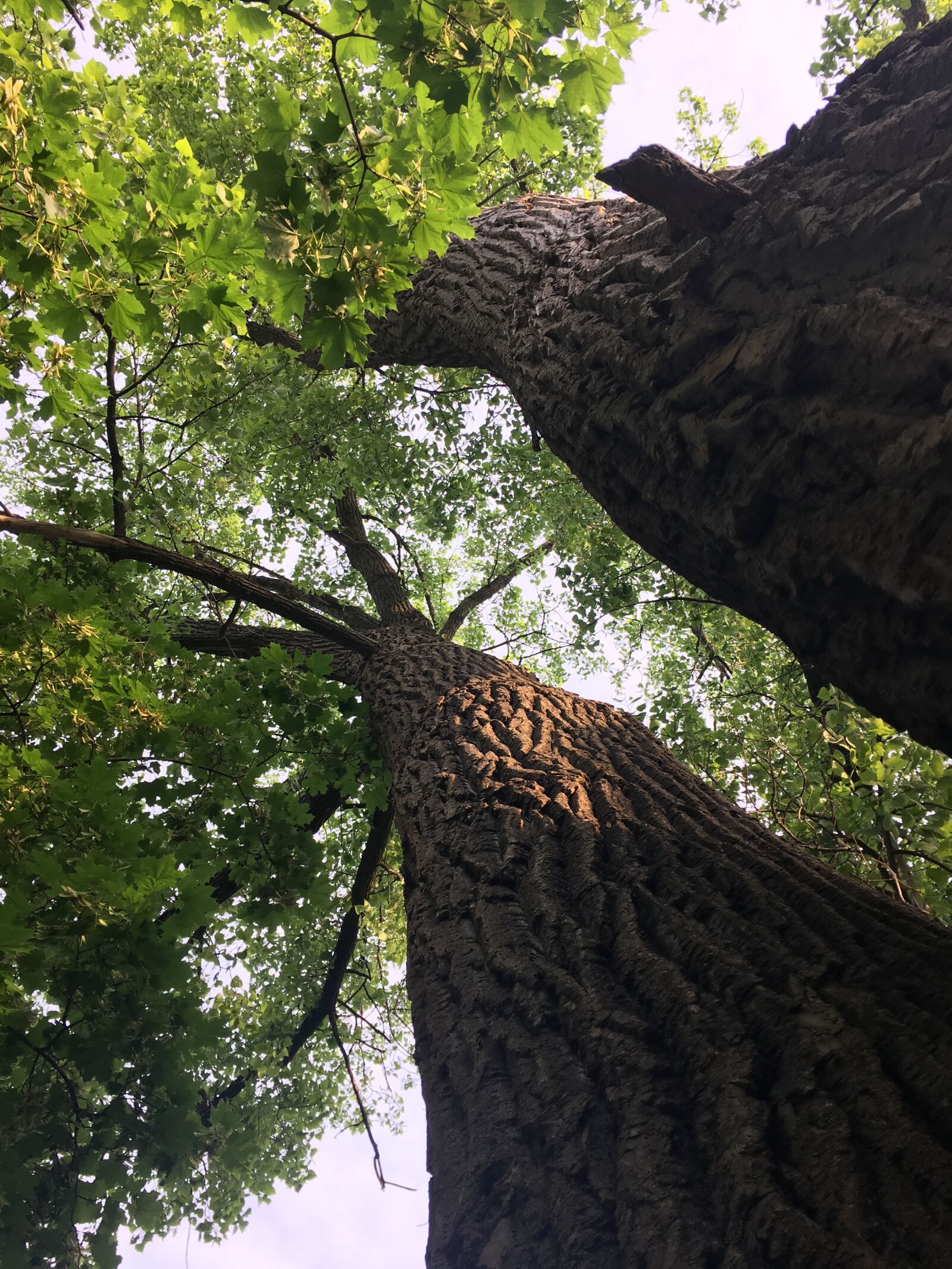 iPhone 6s Plus back camera 4.15mm f/2.2 sample photo. Trees, forest, nature photography