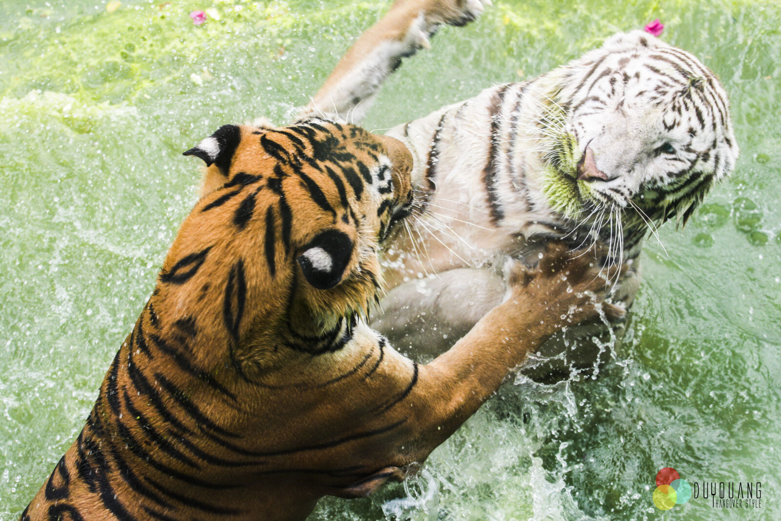 Canon EF 70-200mm F4L USM sample photo. Fighting, tiger, while, tiger photography