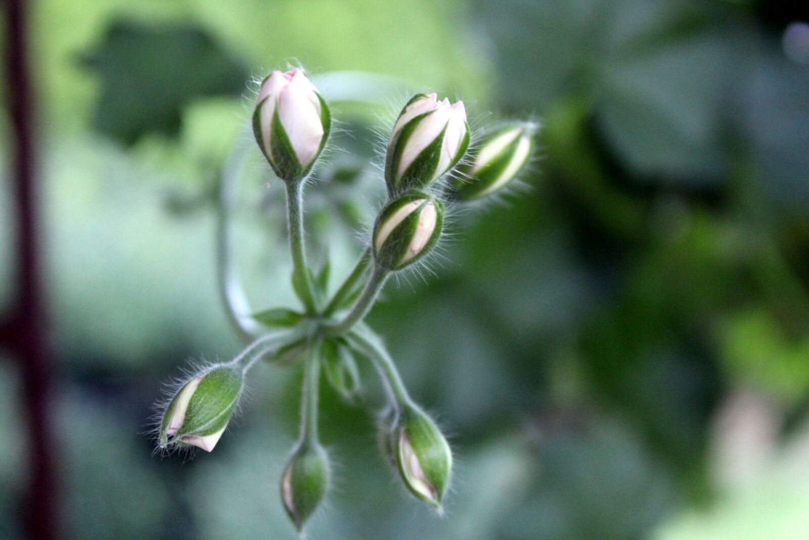 Бутон ромашки фото. Женский бутон фото. Цветущий бутон. Бутон ромашки фото. Розы на морозе.