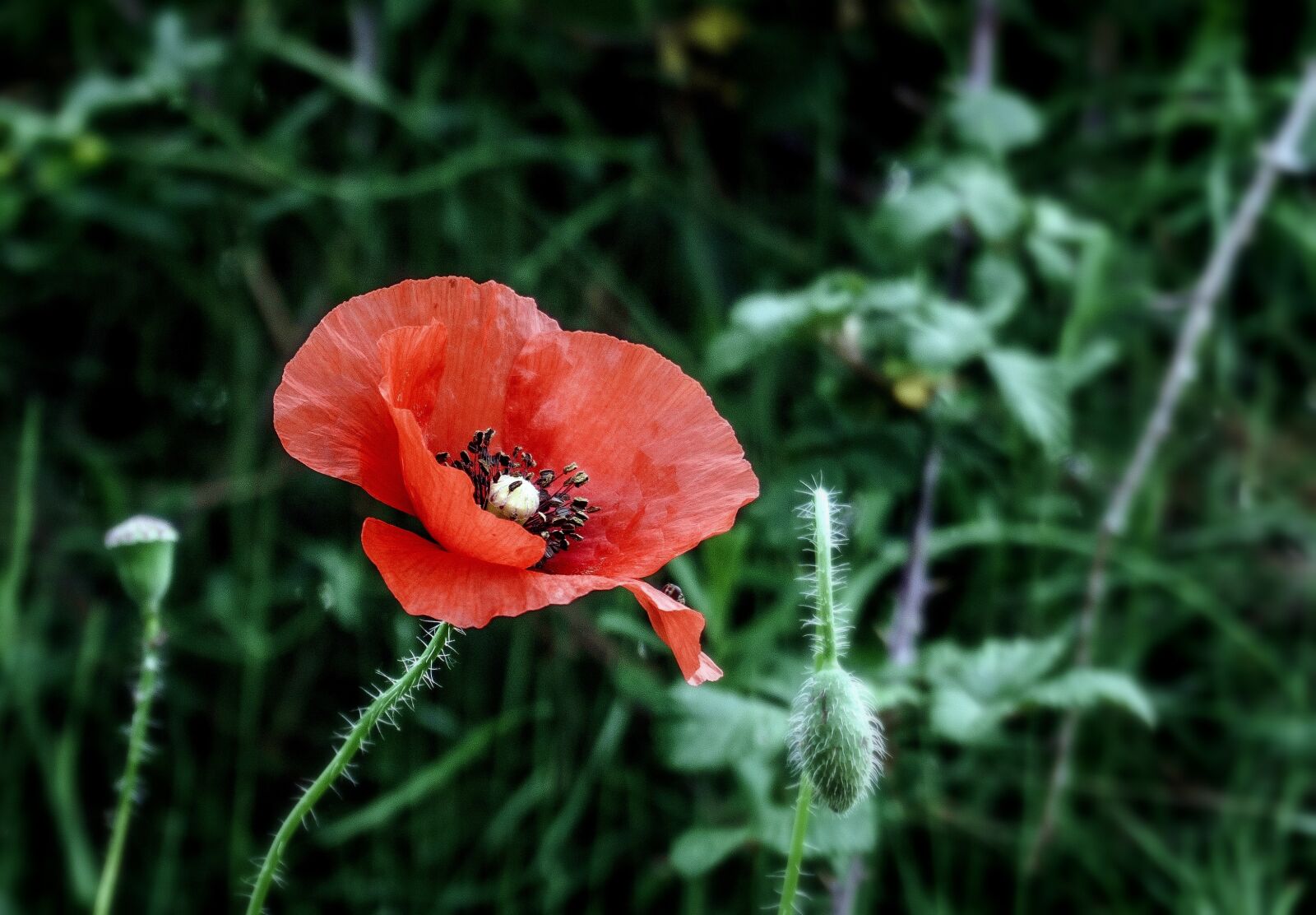 Sony a6000 sample photo. Poppy, flower, wild flowers photography