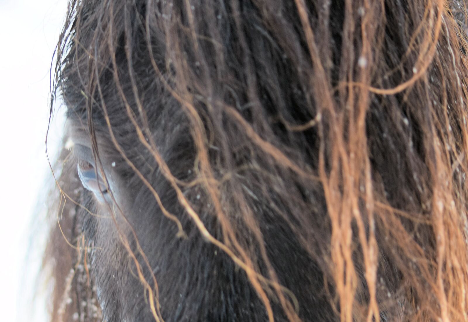 Nikon D5300 sample photo. Eye, horse, black photography